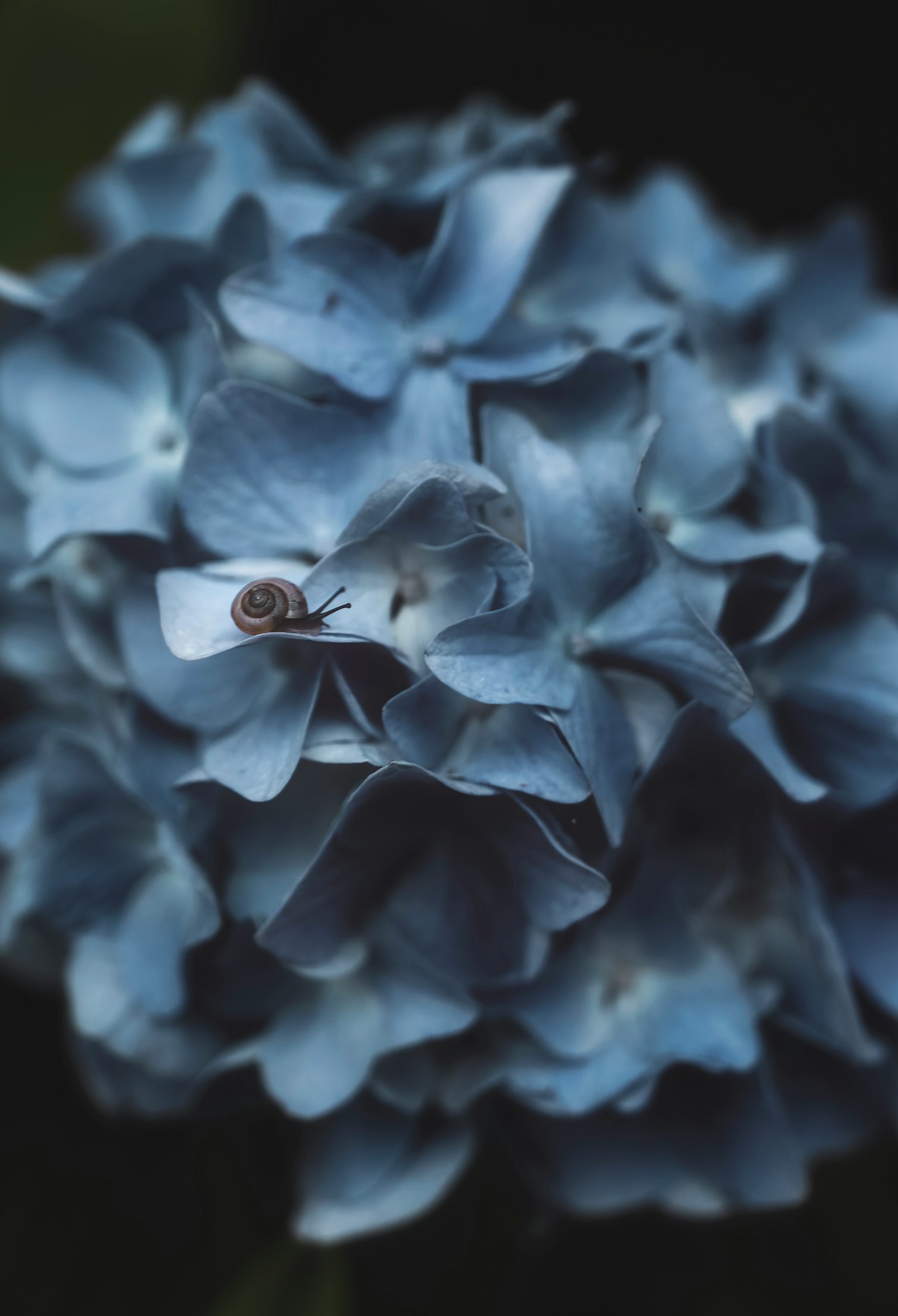 Gros plan d'une fleur d'hortensia bleue avec une petite araignée cachée parmi les pétales