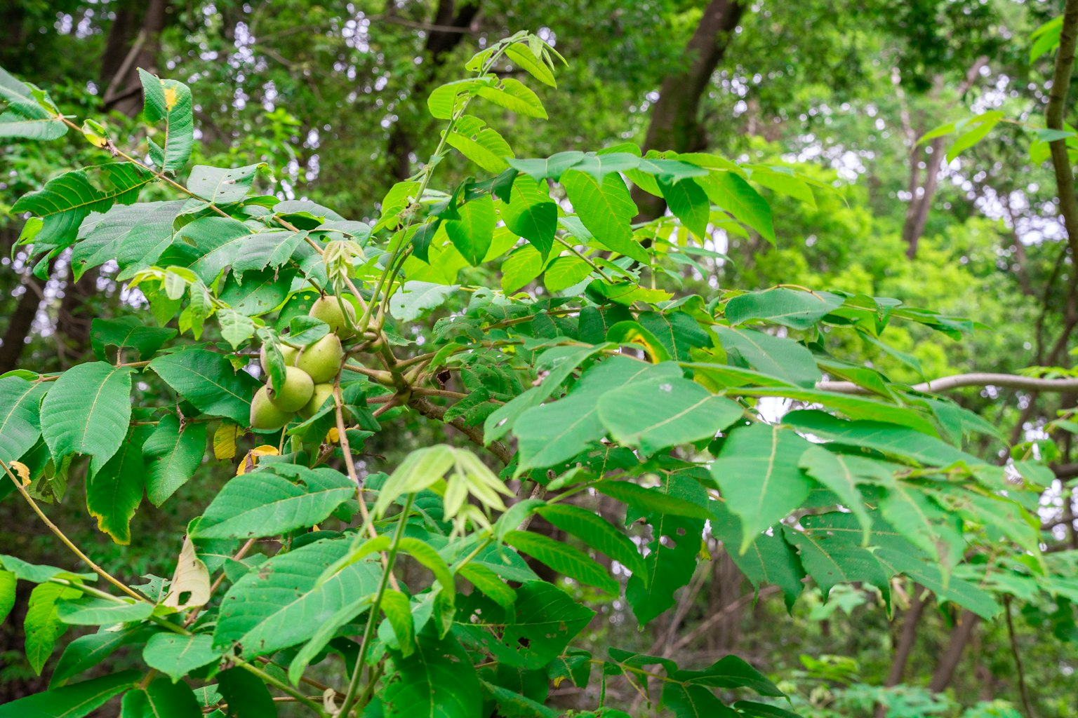 Close-up of a tree branch with lush green leaves and fruit