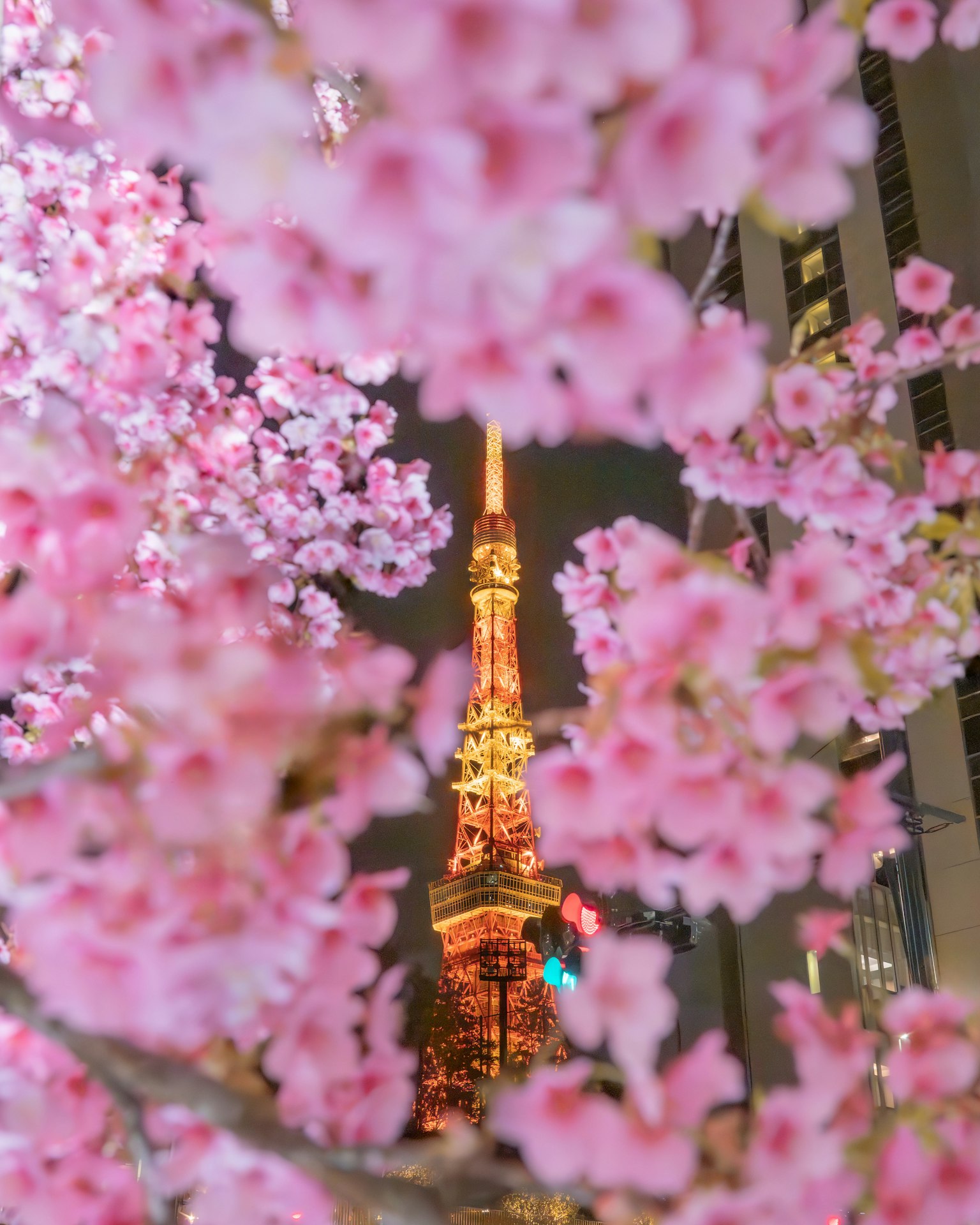 Tokyo Tower illuminated at night framed by cherry blossoms