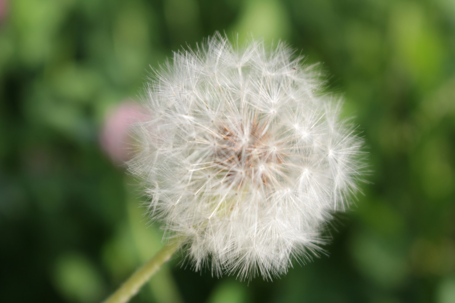 蒲公英绒毛的特写照片