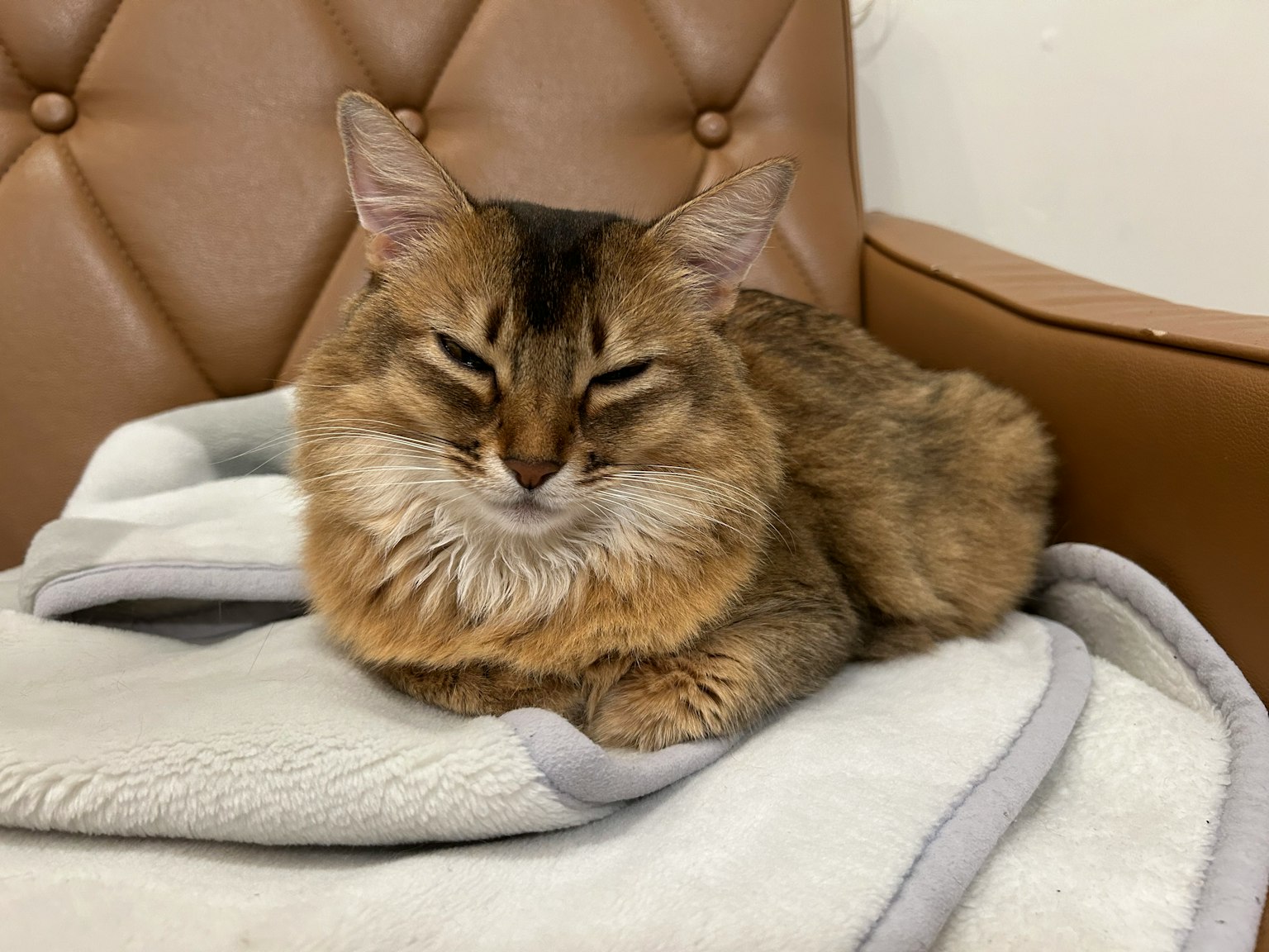 Un chat brun se prélassant sur un canapé