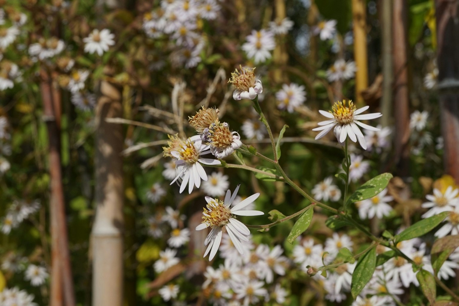 Nahaufnahme von weißen Blumen, die auf grünen Pflanzen blühen