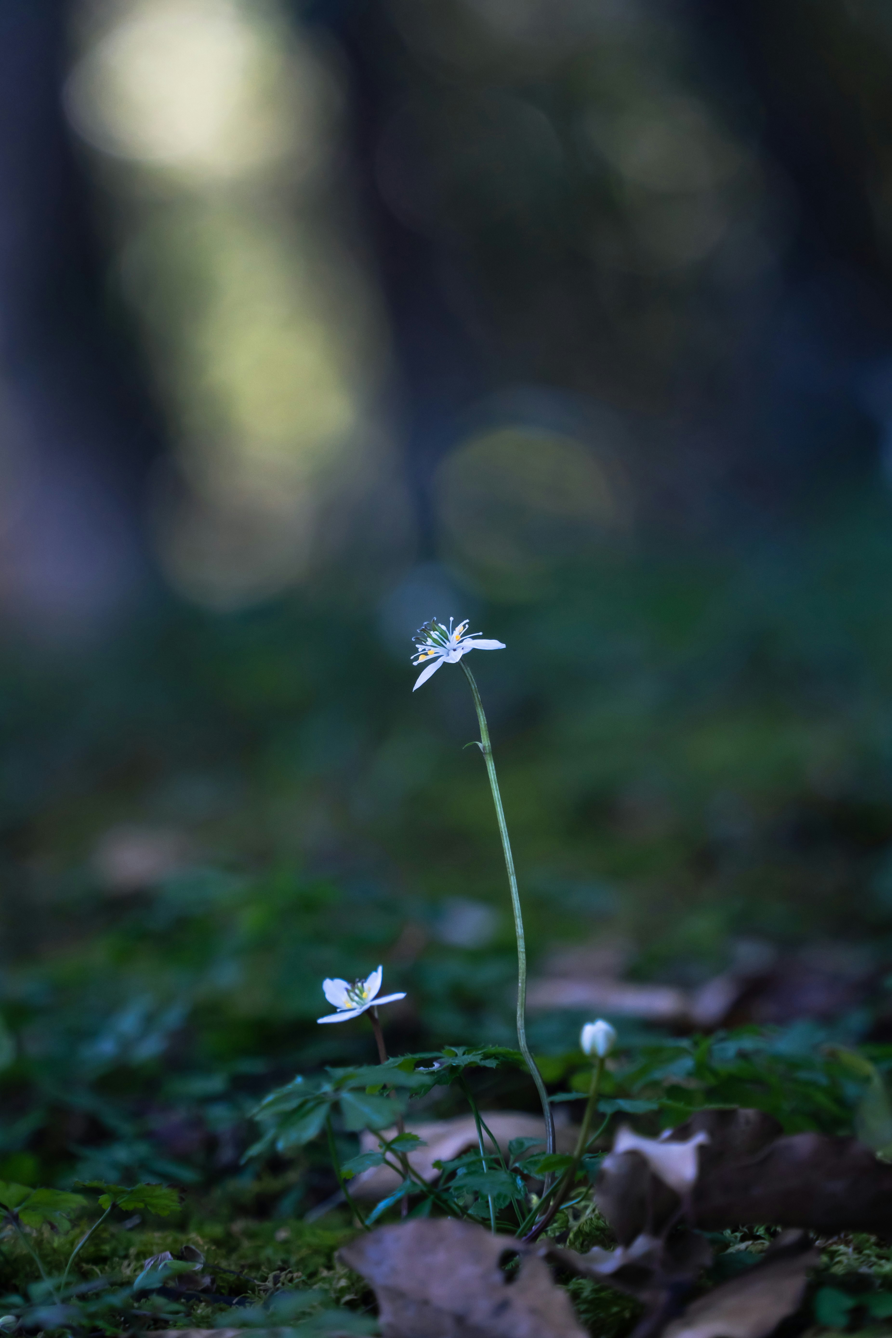 苔むす地面に咲く小さな花のマクロ