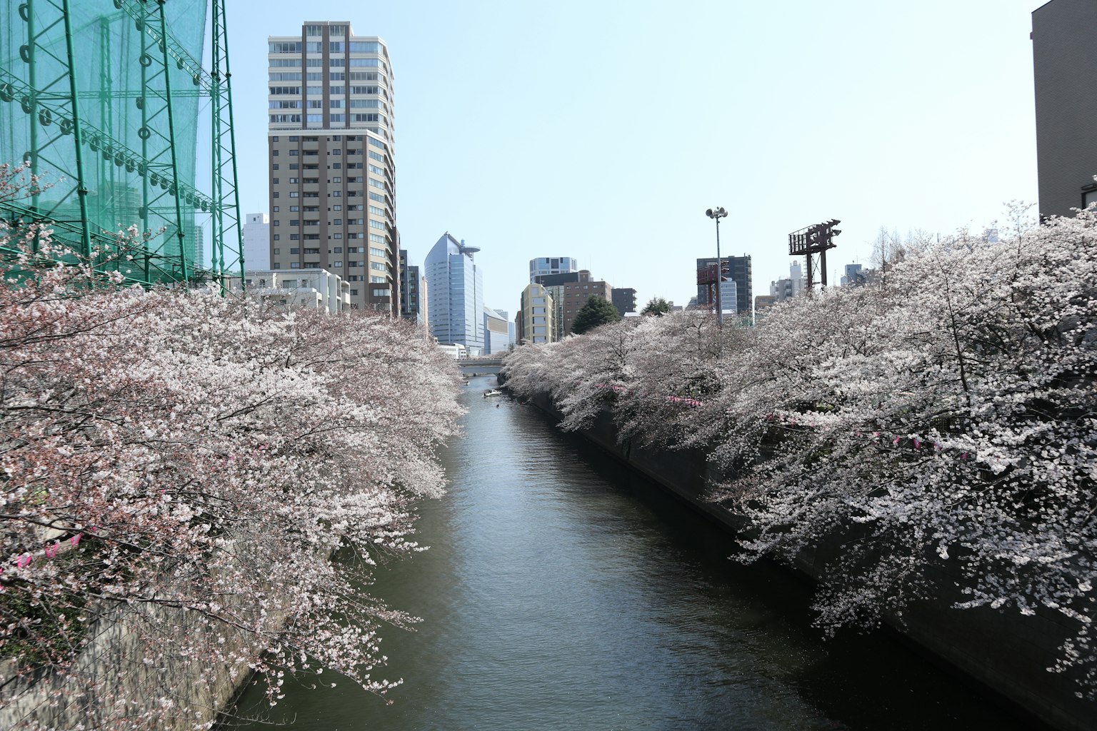 Vista panoramica dei ciliegi in fiore lungo un fiume con edifici urbani