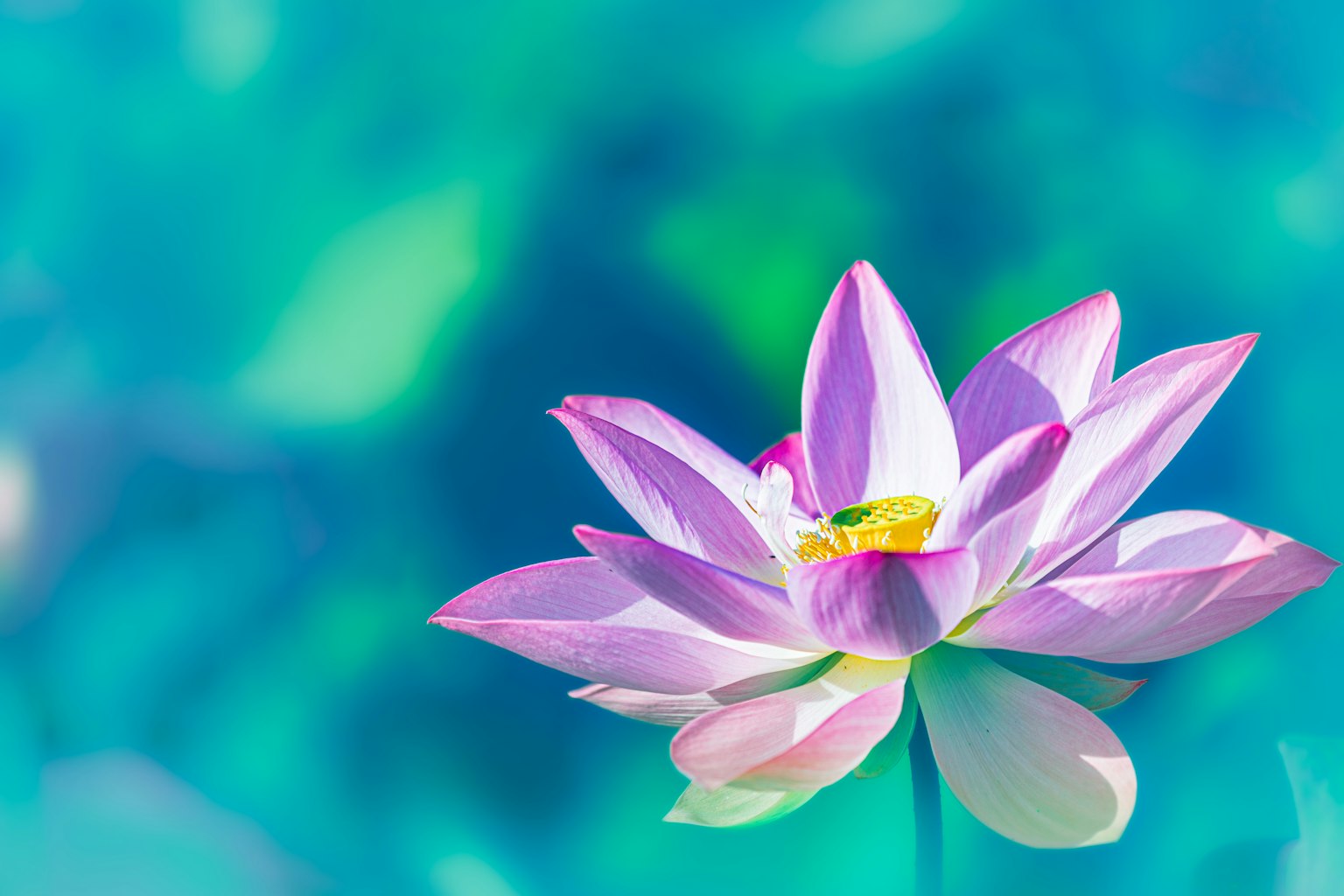 一朵美丽的莲花漂浮在蓝色水面上
