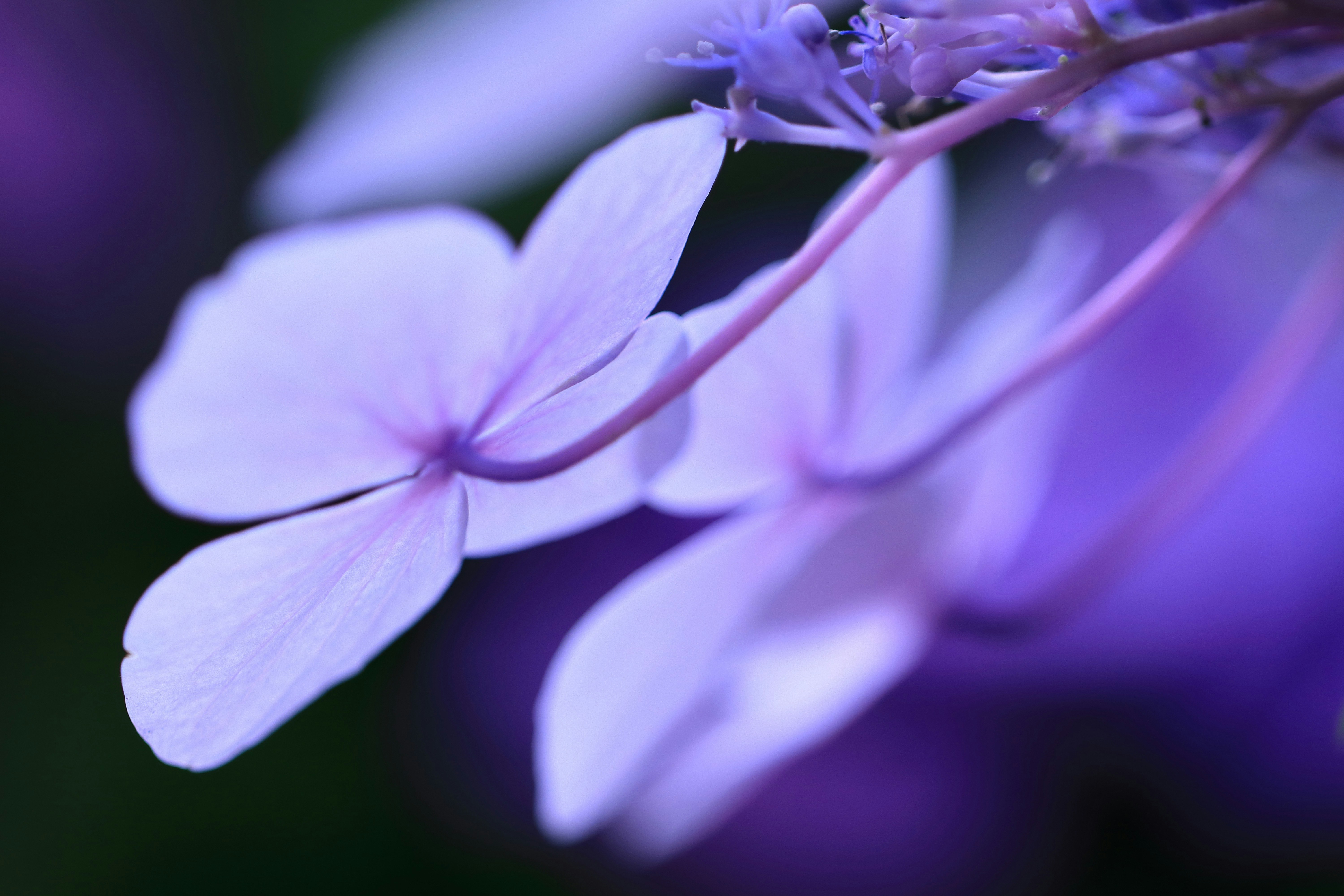 photo-JX2Tui3AWFNJWoabsfis-image