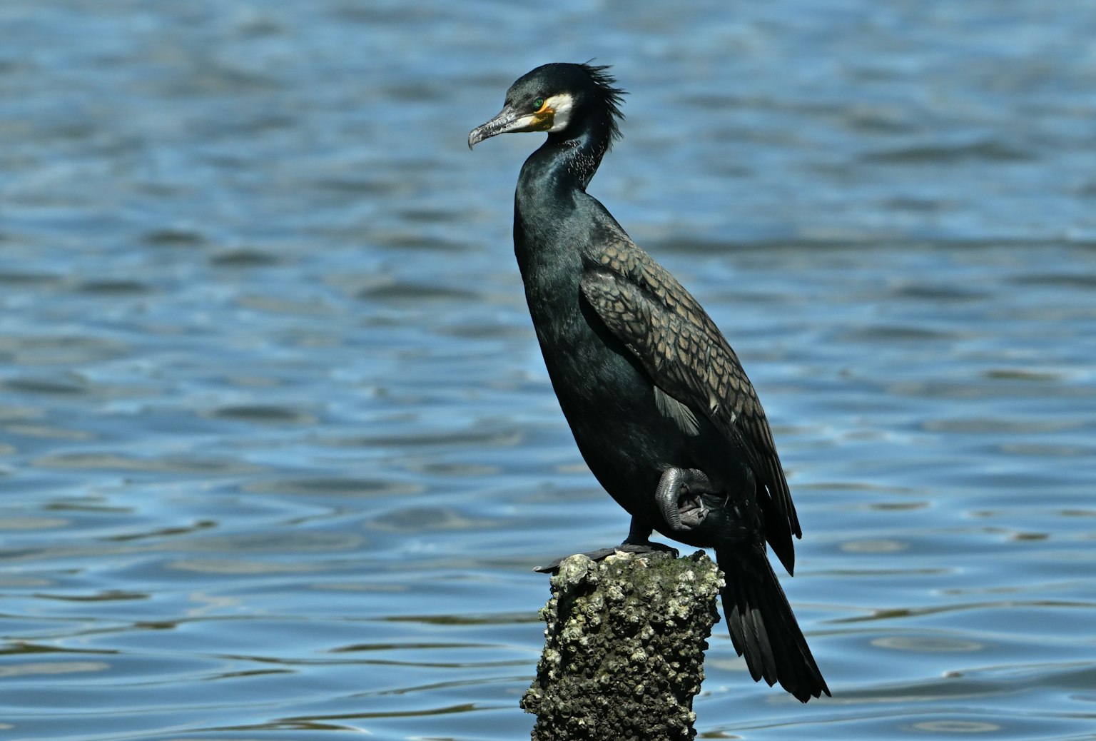 Cormorán de pie junto al agua con plumas negras y pico afilado