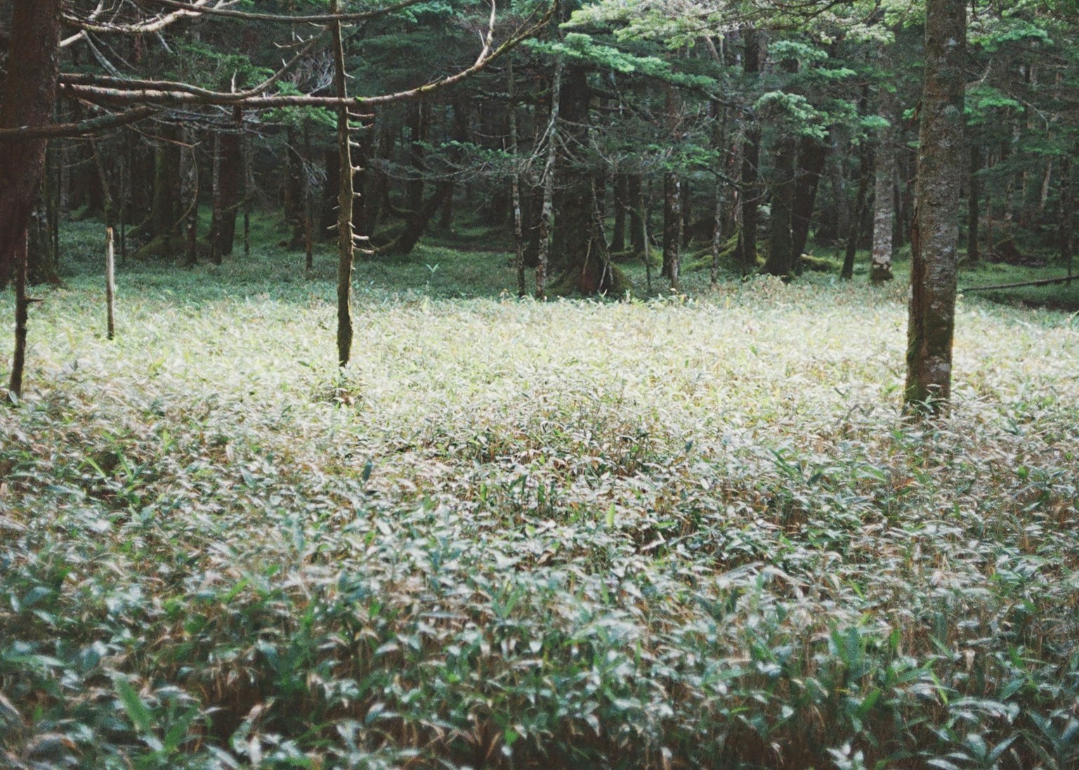 Paysage forestier luxuriant avec une zone herbeuse et des arbres