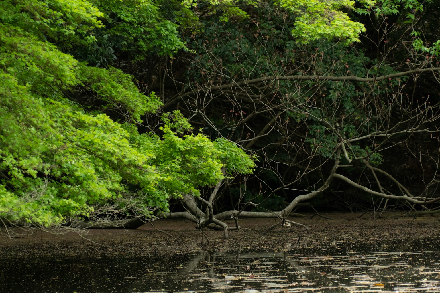 Lush green trees and branches reflected in the water's surface