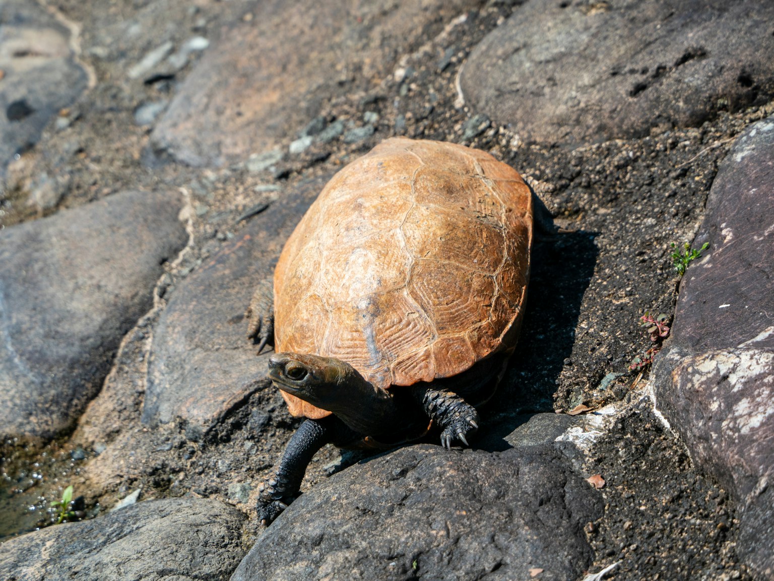 Una tortuga descansando sobre piedras cerca del agua