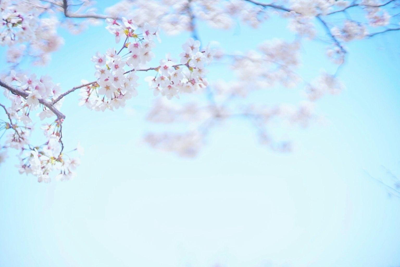 กิ่งซากุระที่มีดอกไม้บนพื้นหลังท้องฟ้าสีฟ้า