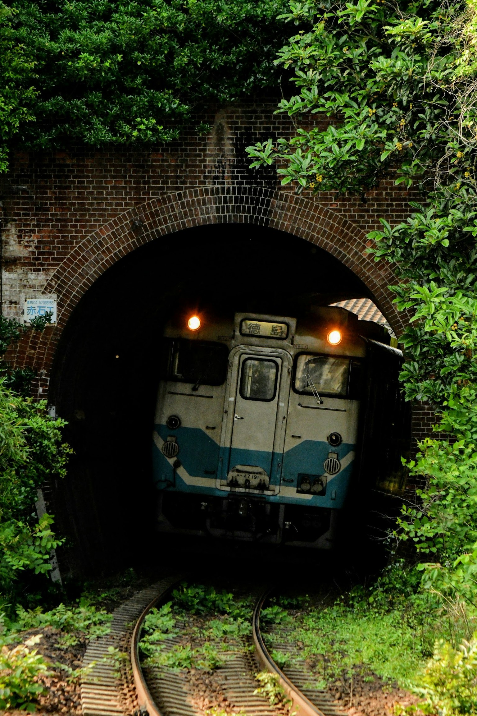 Tren saliendo de un túnel rodeado de vegetación exuberante