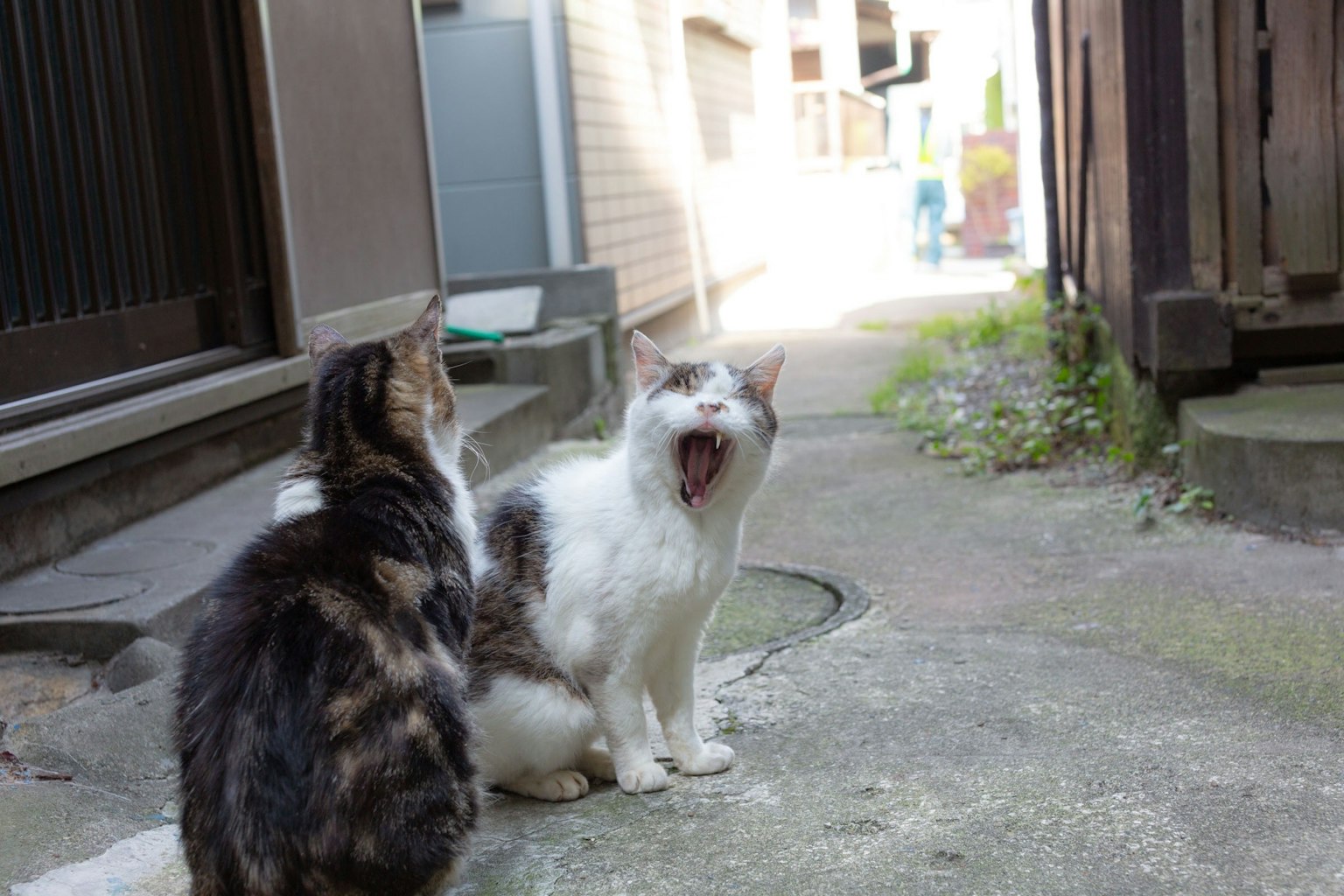 Dos gatos sentados en un callejón estrecho con un gato blanco bostezando