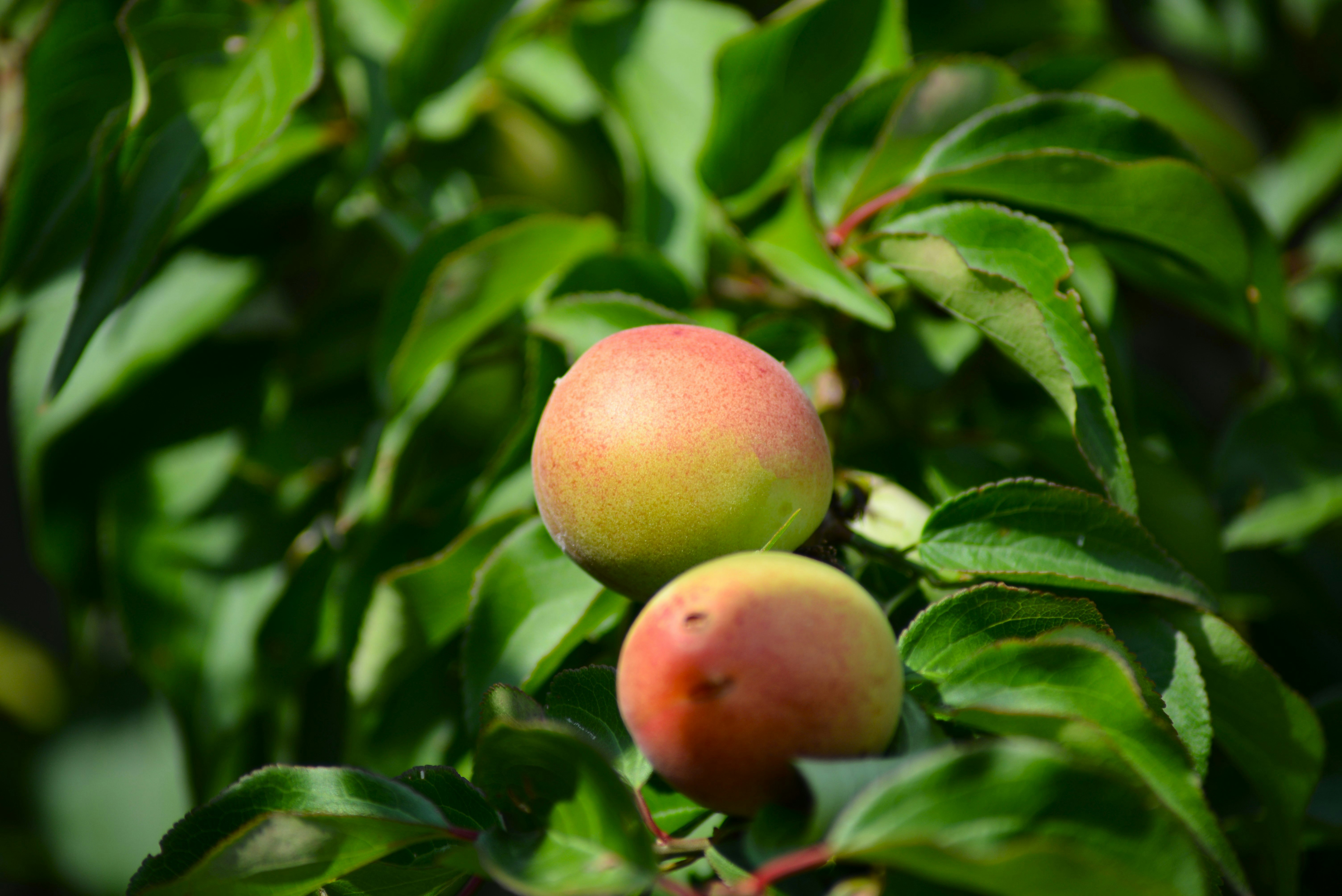 Close-up buah ume yang matang di dahan