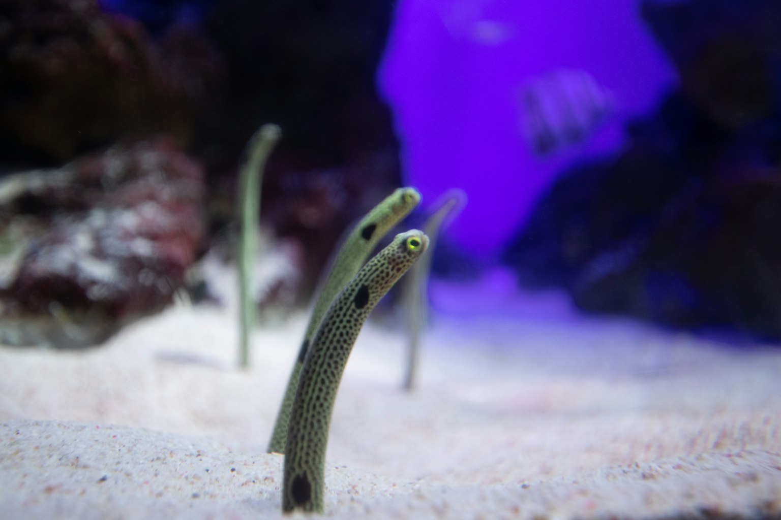 Gruppe von aalartigen Fischen, die aus dem sandigen Meeresboden auftauchen