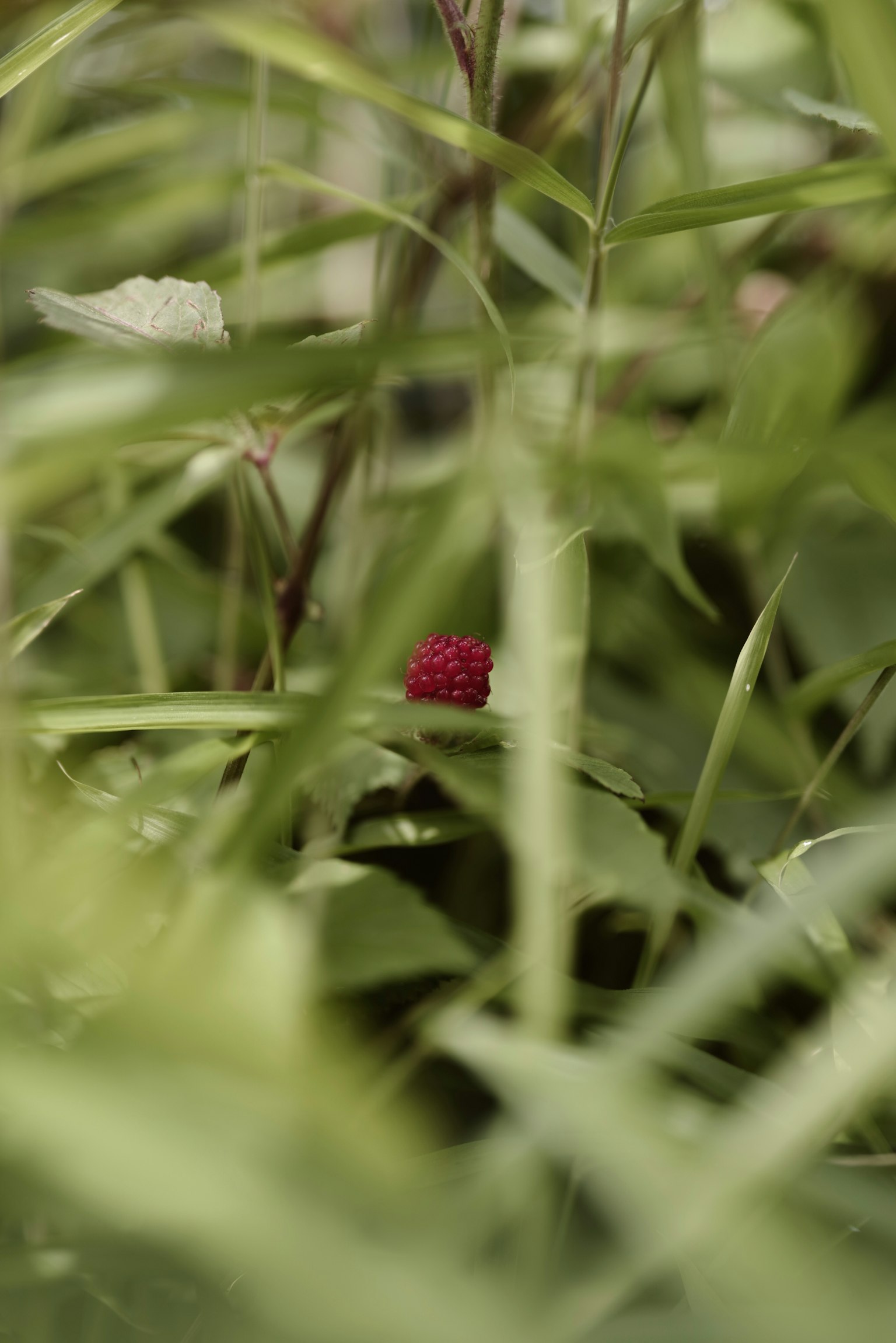Primer plano de una fruta roja oculta entre hojas verdes