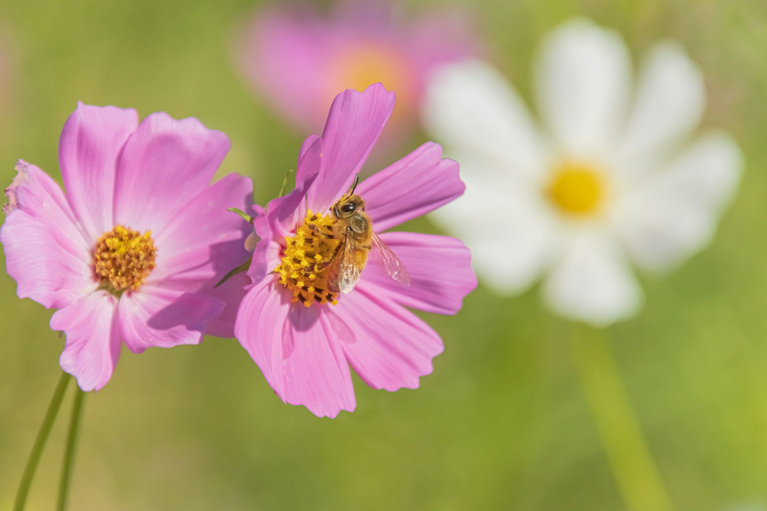 Ape che raccoglie nettare da fiori rosa con un fiore bianco sullo sfondo