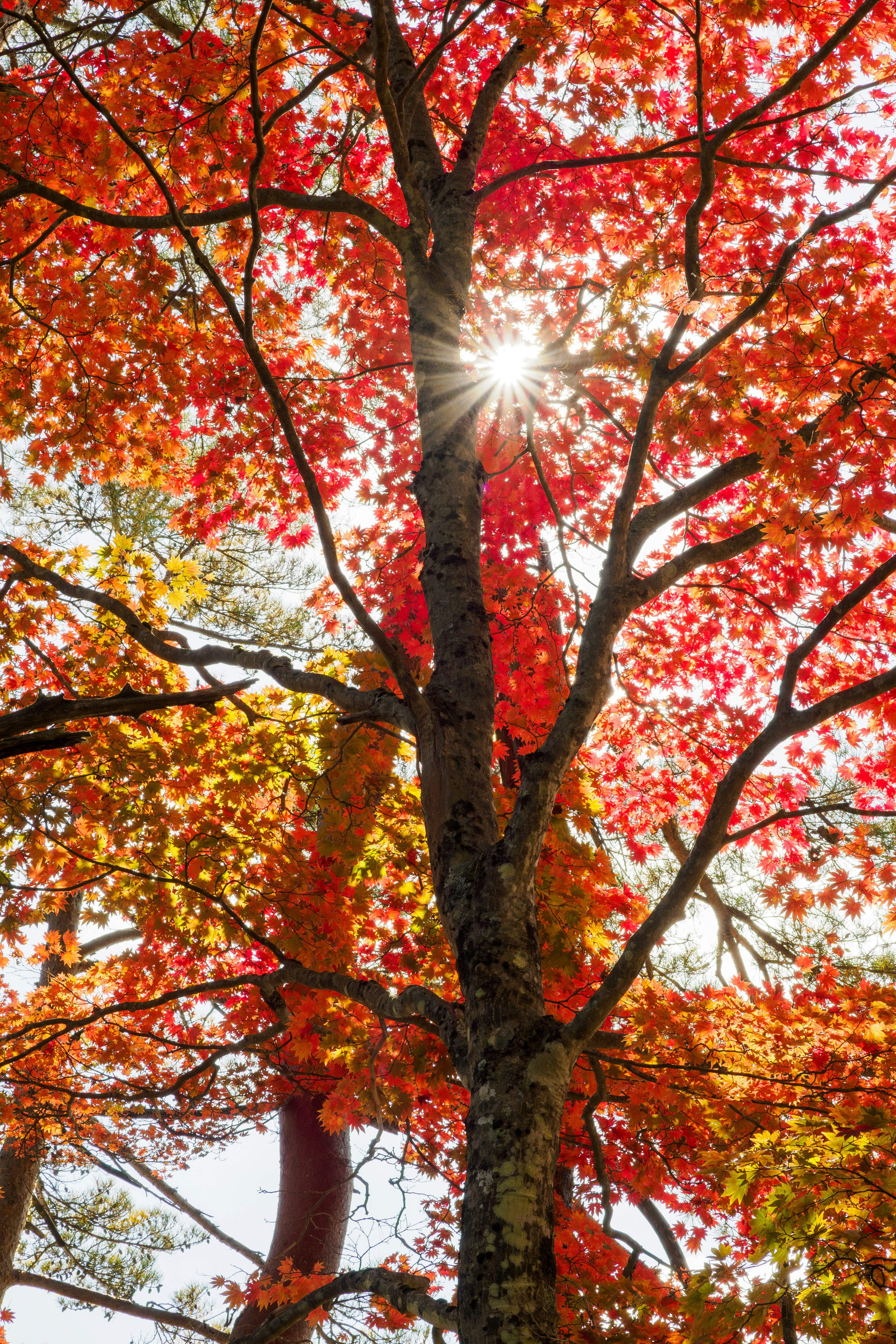 五色沼の光芒と紅葉のもみじが広がる木々の景色