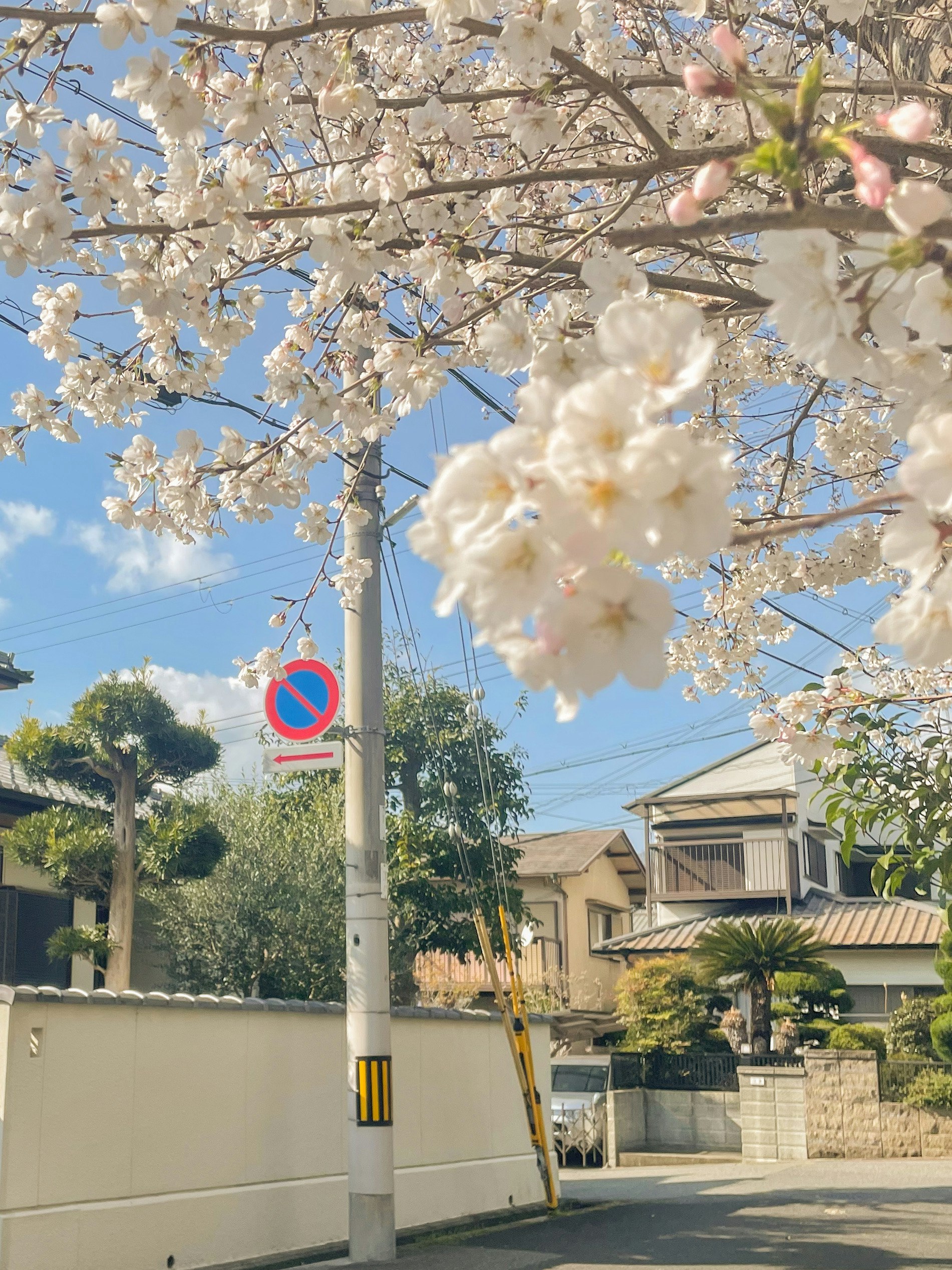 Fiori di ciliegio su una strada residenziale sotto un cielo azzurro