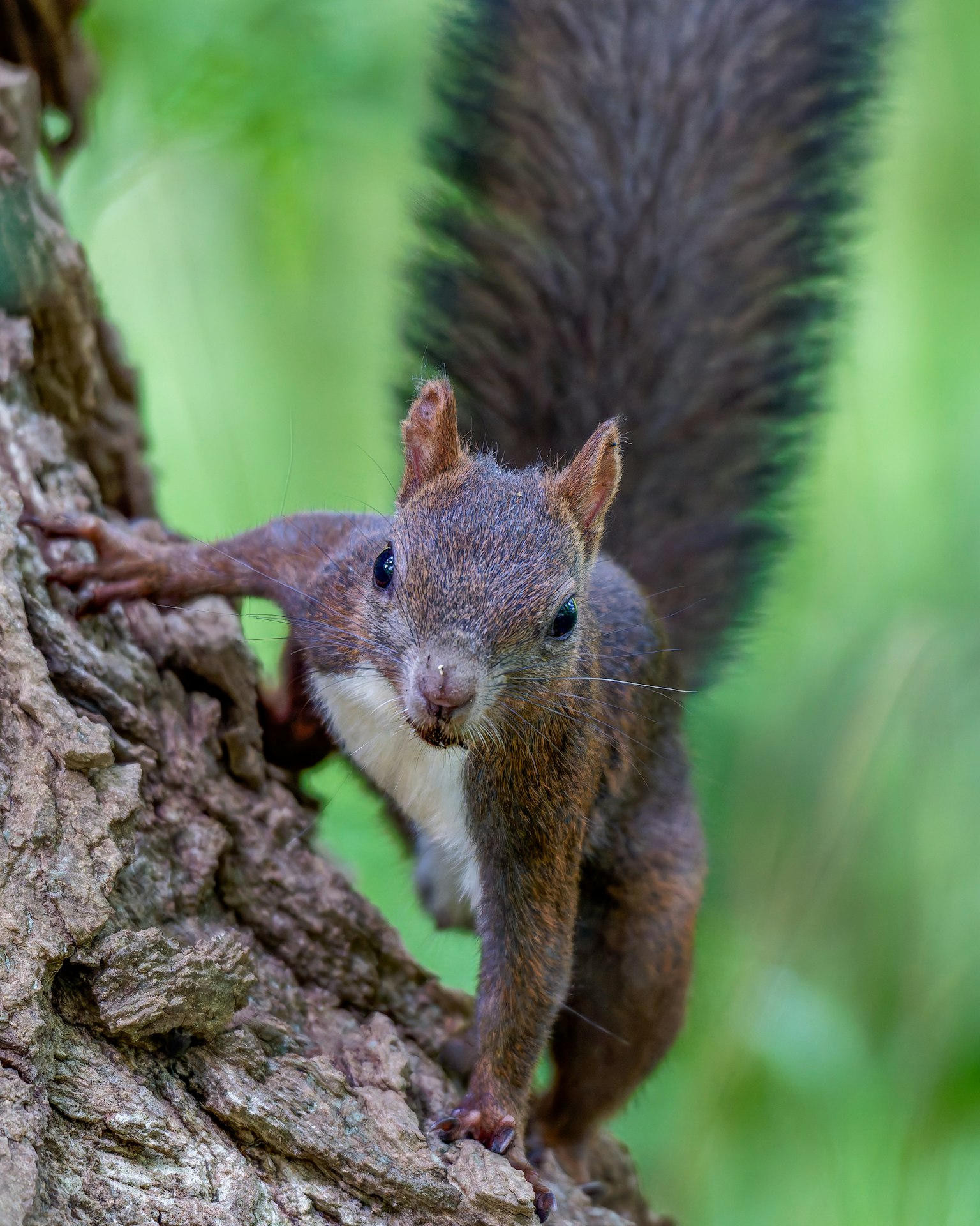 Nahaufnahme eines Eichhörnchens, das einen Baumstamm erklimmt, mit grünem Naturhintergrund