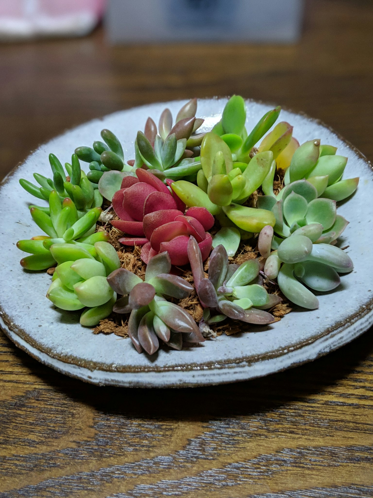 Một đĩa đầy những cây succulent nhiều màu sắc