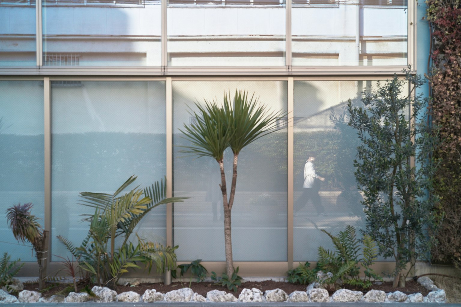 Lush plants and a stone garden in front of a glass wall