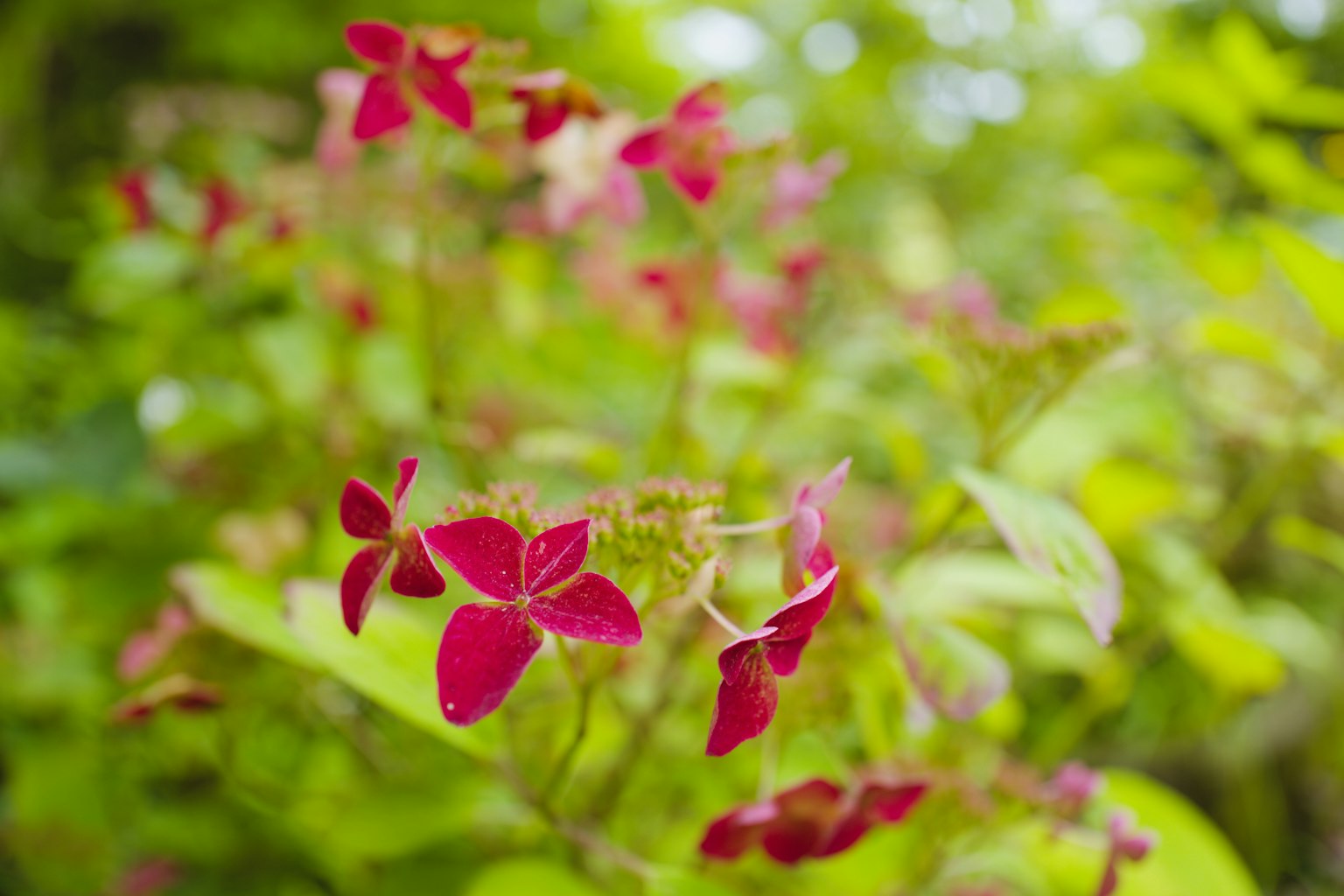 Flores rojas vibrantes floreciendo sobre un fondo verde
