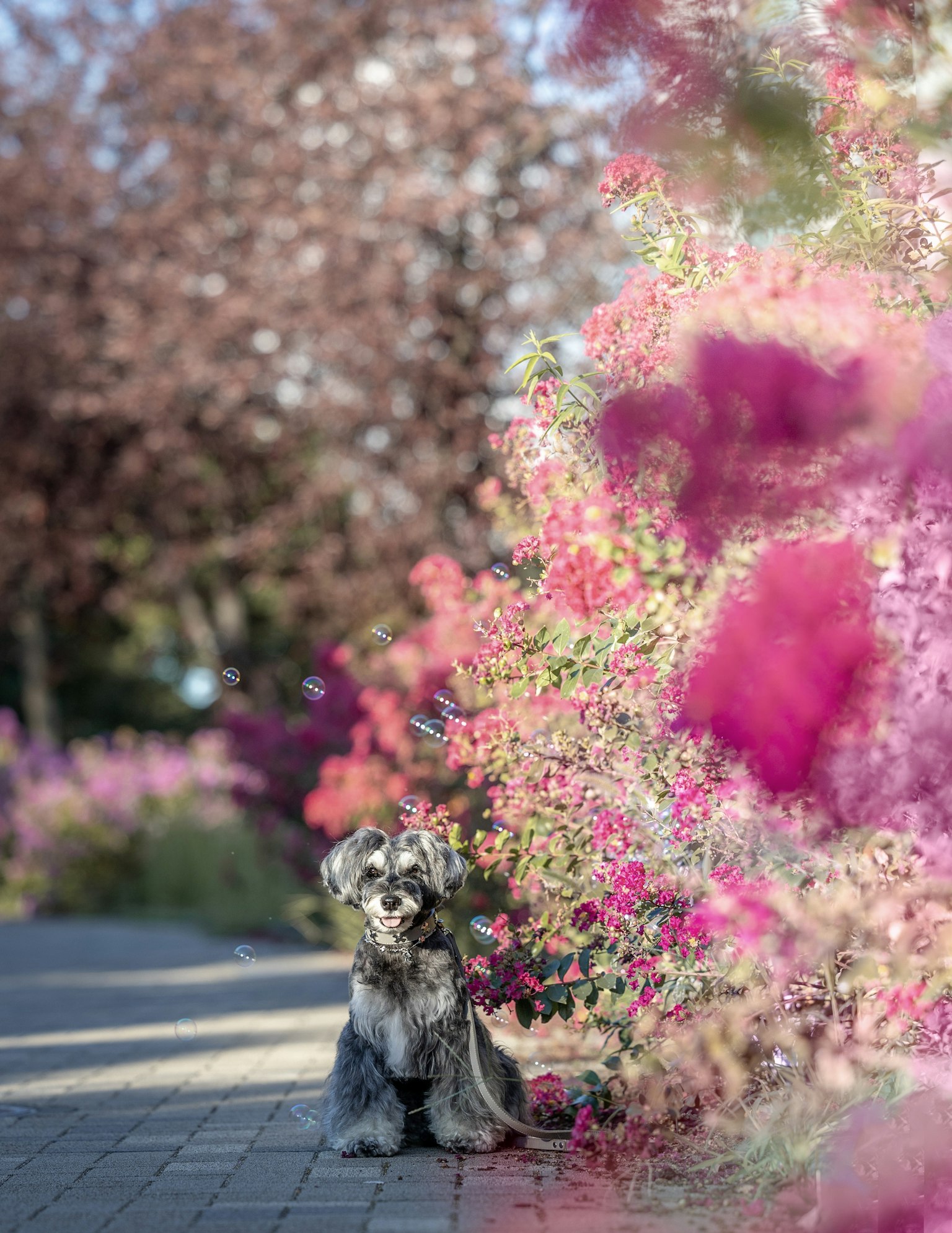 Ein Hund sitzt auf einem Weg, umgeben von bunten Blumen