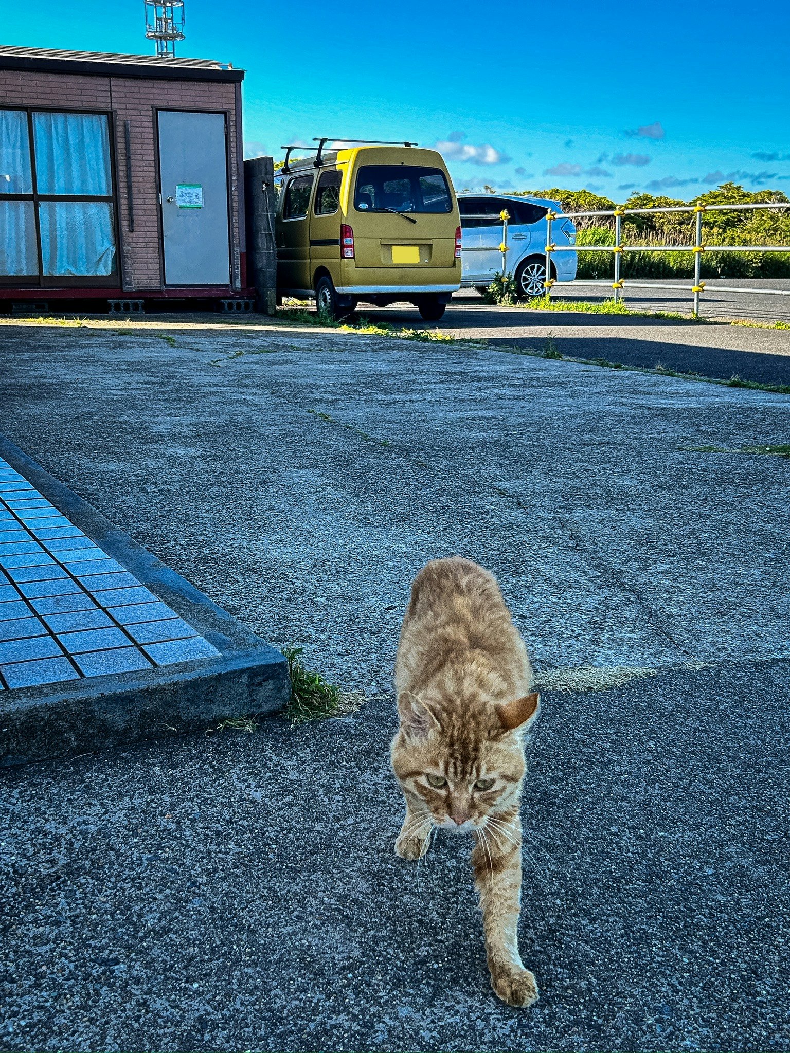 Anak kucing berjalan di halaman depan rumah di bawah langit biru