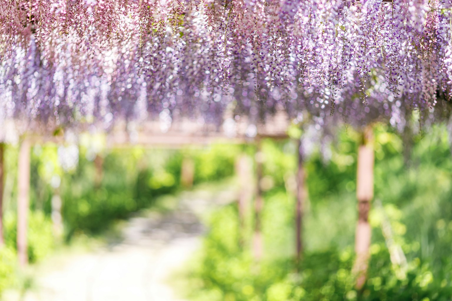 Un chemin pittoresque orné de glycines violettes en fleurs