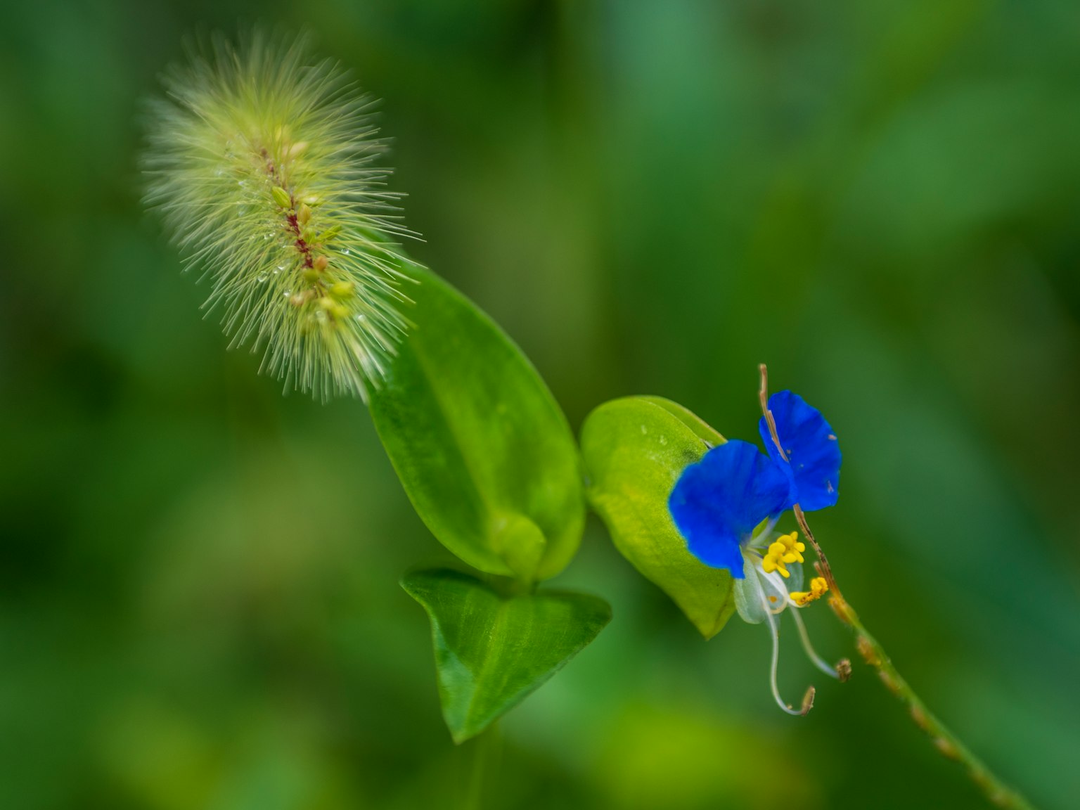 Foto close-up bunga biru dan daun hijau