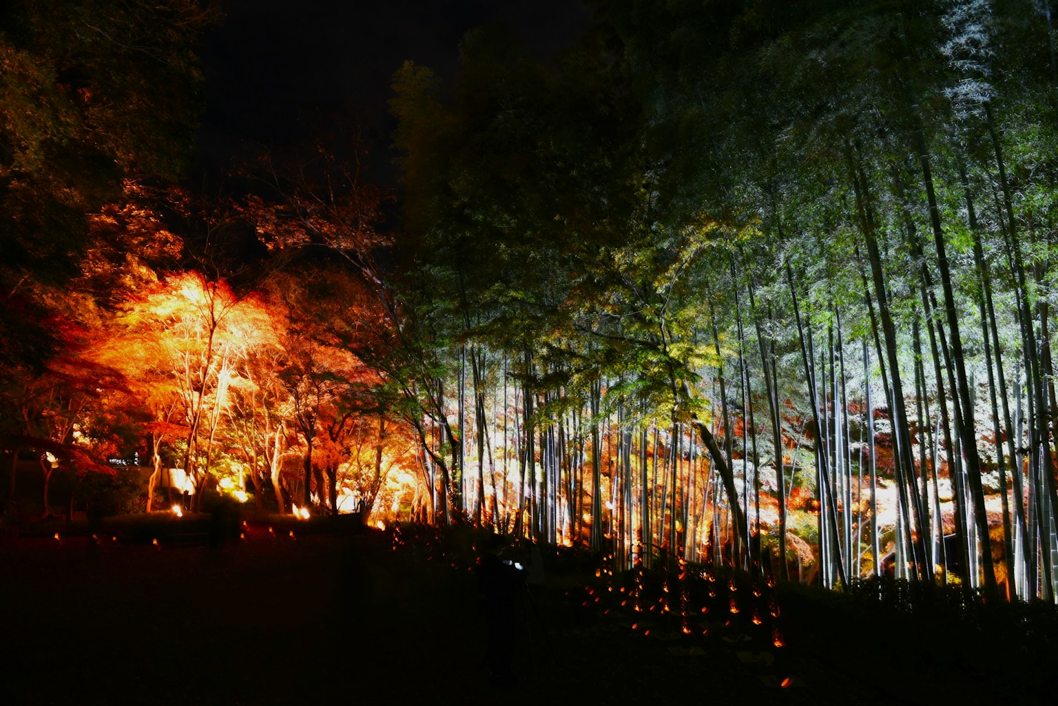 Magnifique scène nocturne de forêt de bambous et de feuilles d'automne