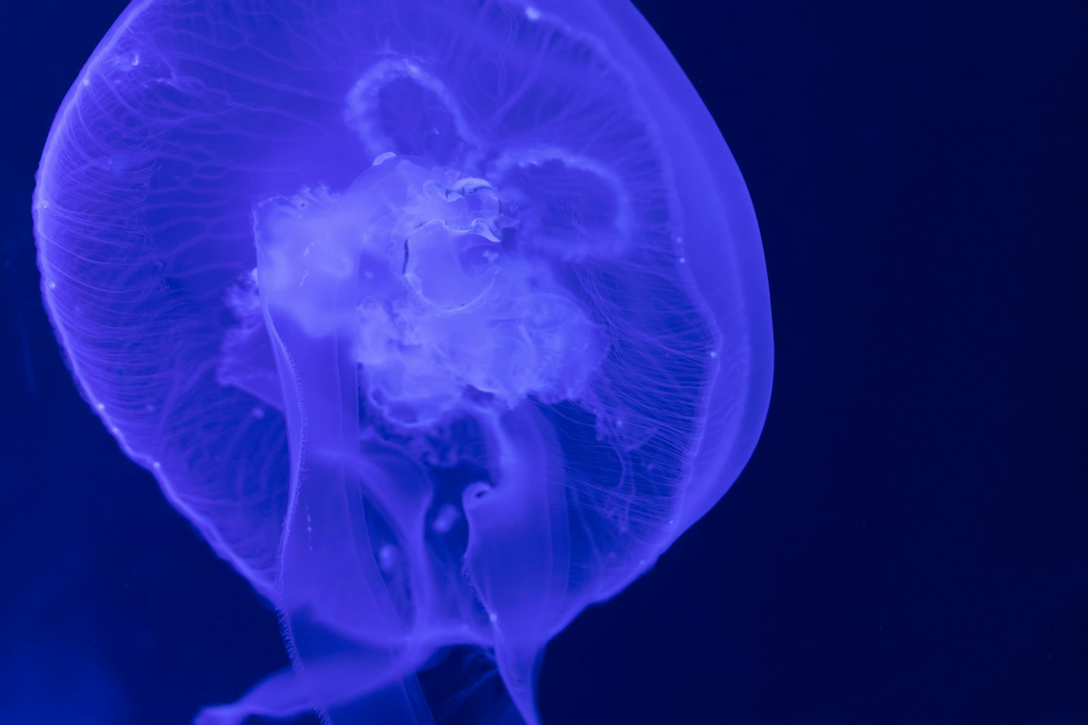 Medusa bercahaya mengapung di latar belakang biru