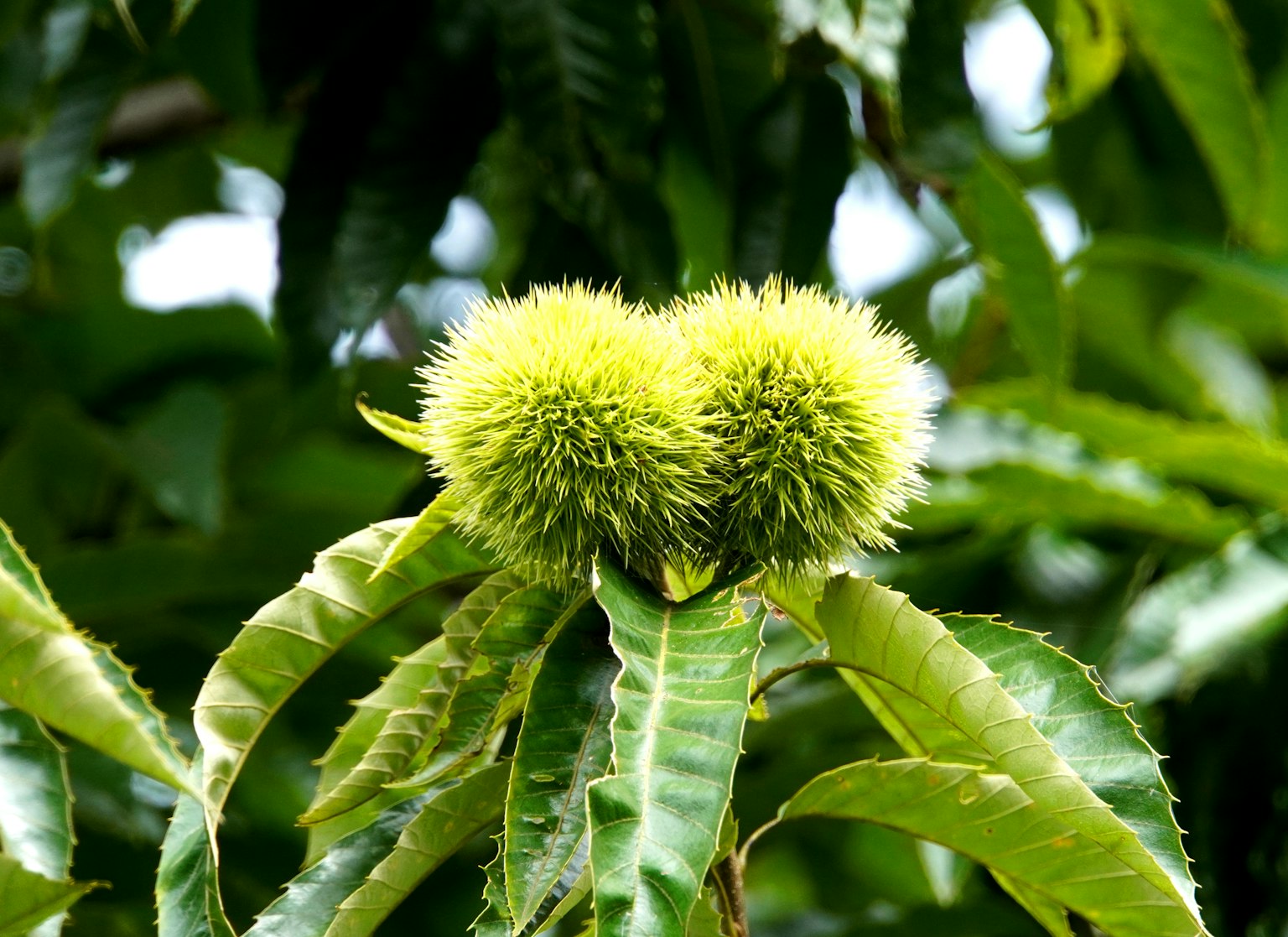 Dua buah kastanye hijau berdekatan di atas daun pohon kastanye