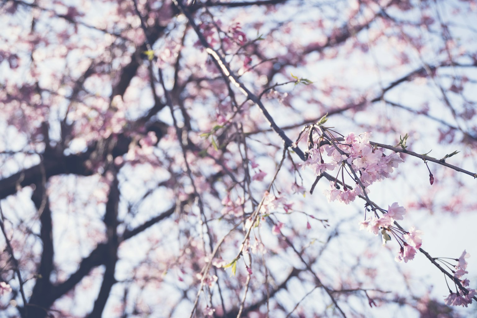 การซูมเข้าไปที่กิ่งซากุระที่มีดอกไม้สีชมพูอ่อนกับพื้นหลังเบลอ
