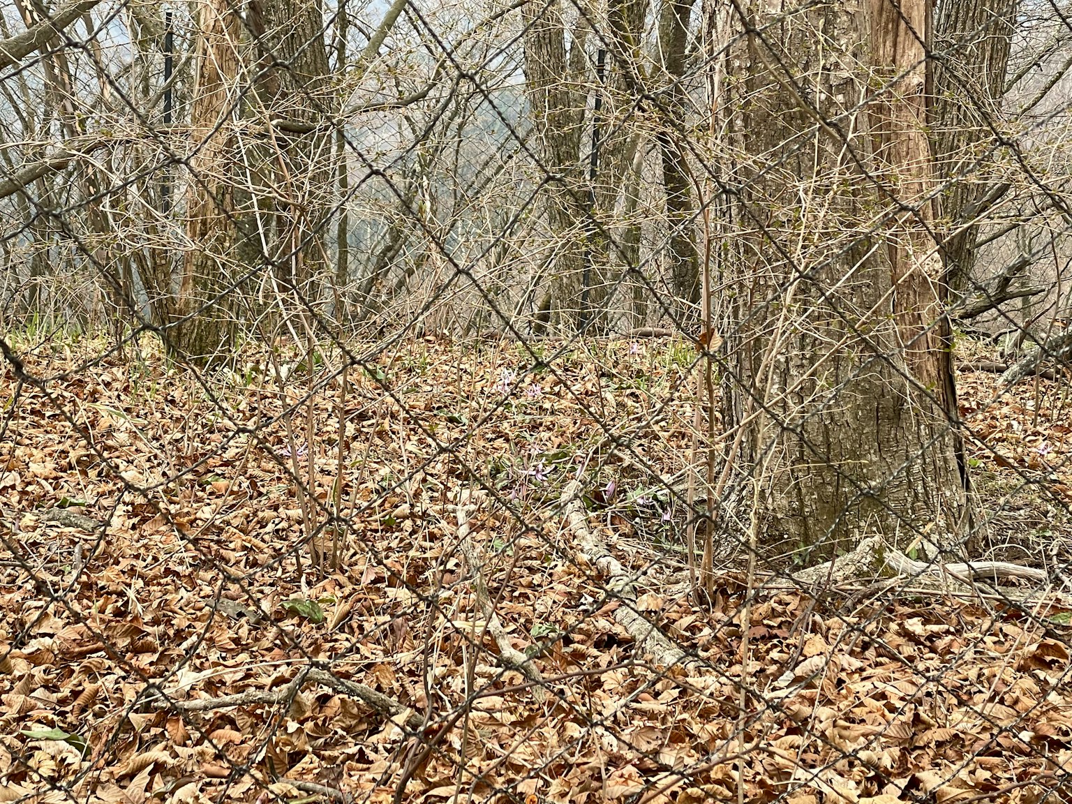 寧靜的森林場景，有光禿禿的樹木和落葉