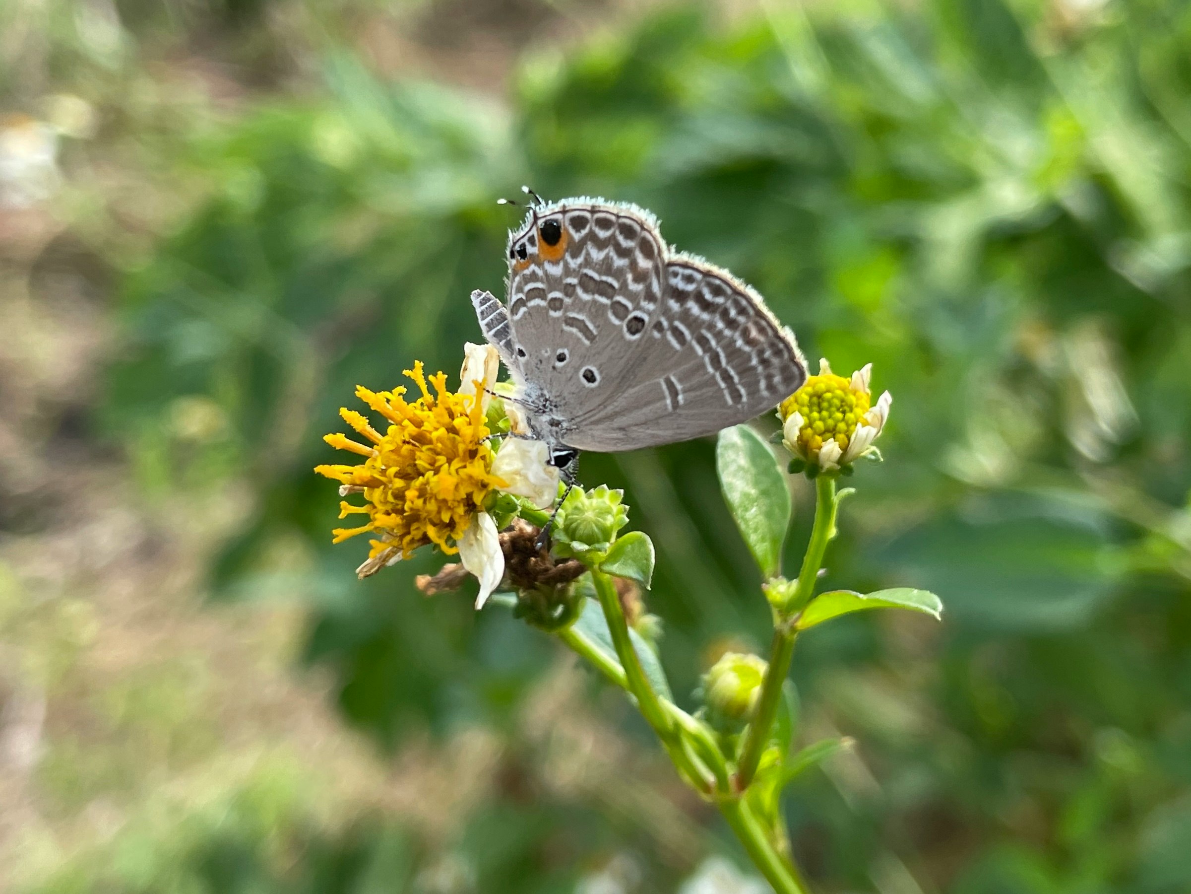 花の蜜を吸う蝶のマクロ