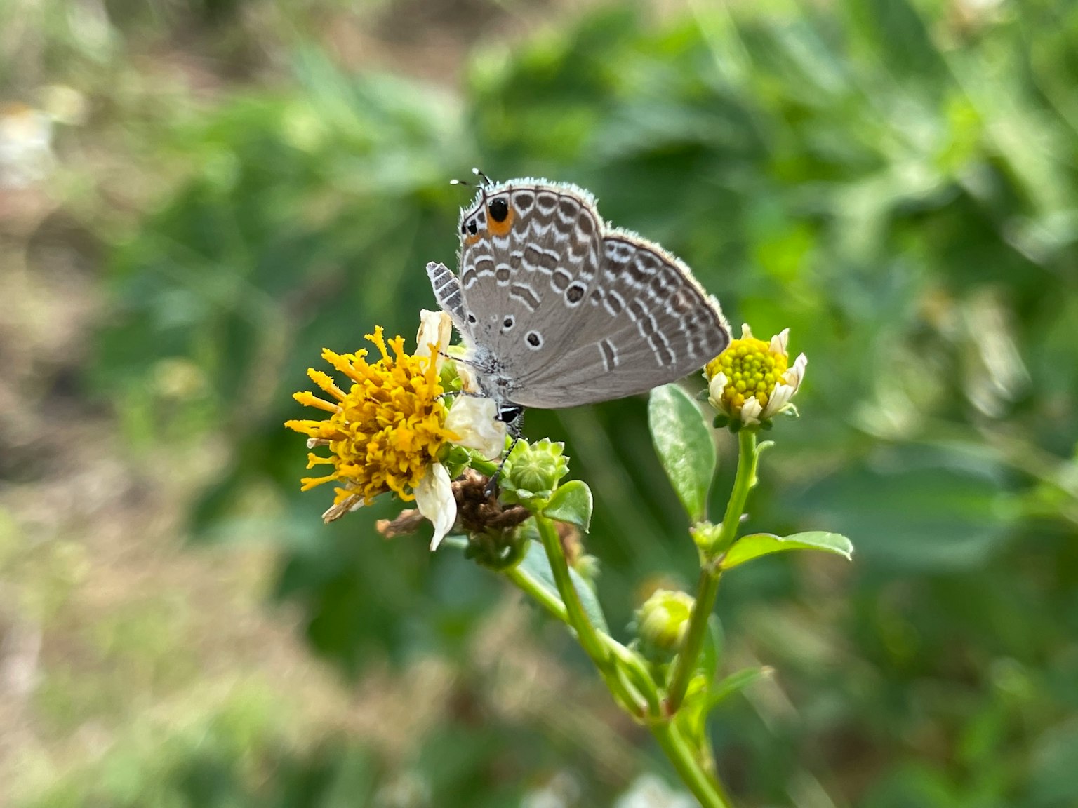 Ein kleiner grauer Schmetterling ruht auf einer gelben Blume