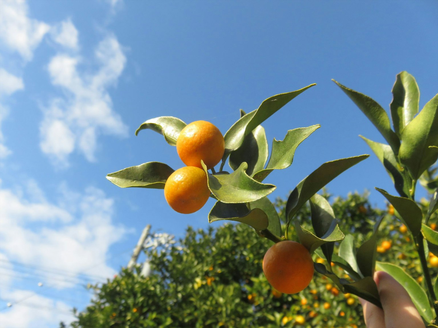 Branche avec des fruits orange sous un ciel bleu