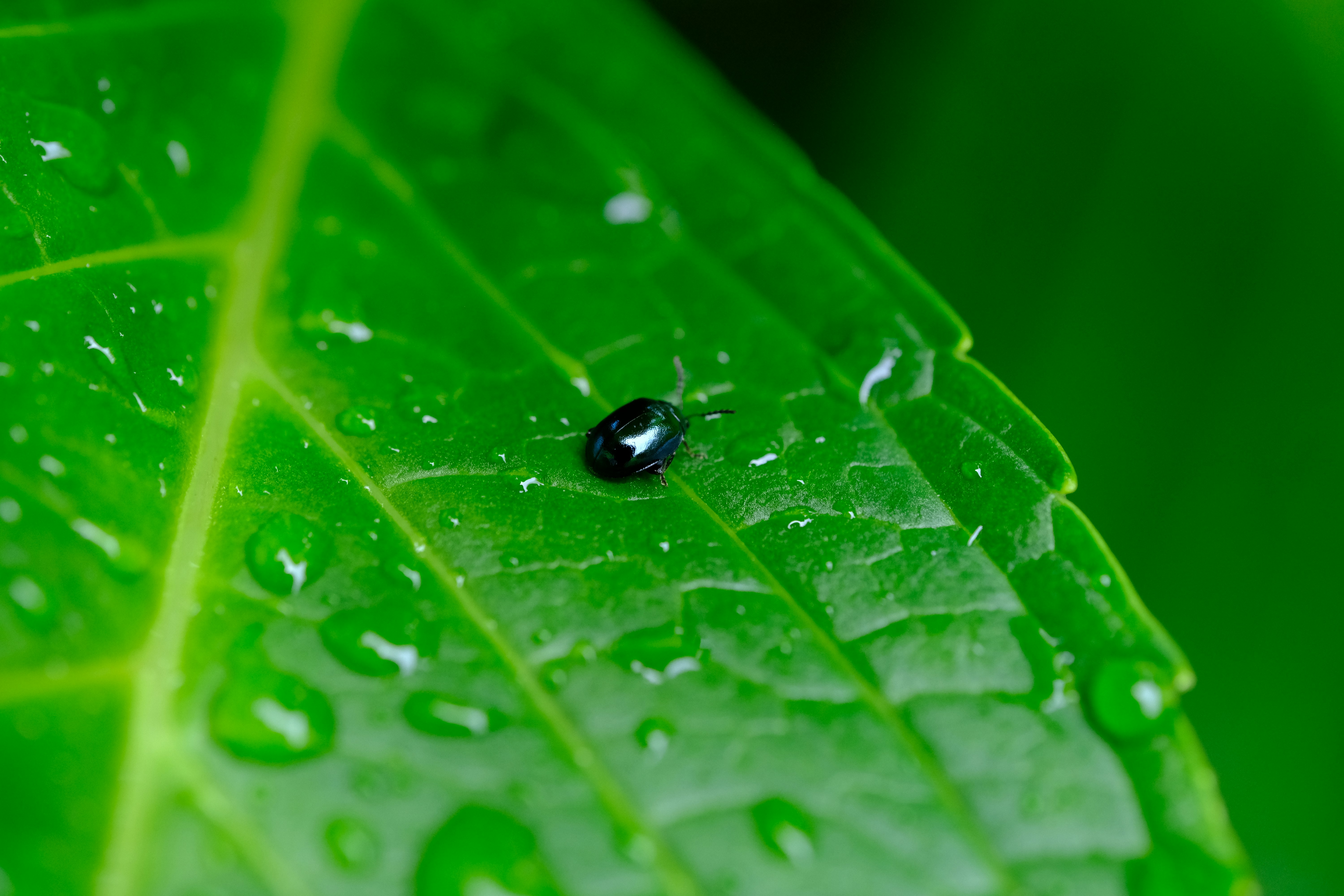 緑の葉に付いた雨粒と小さな虫