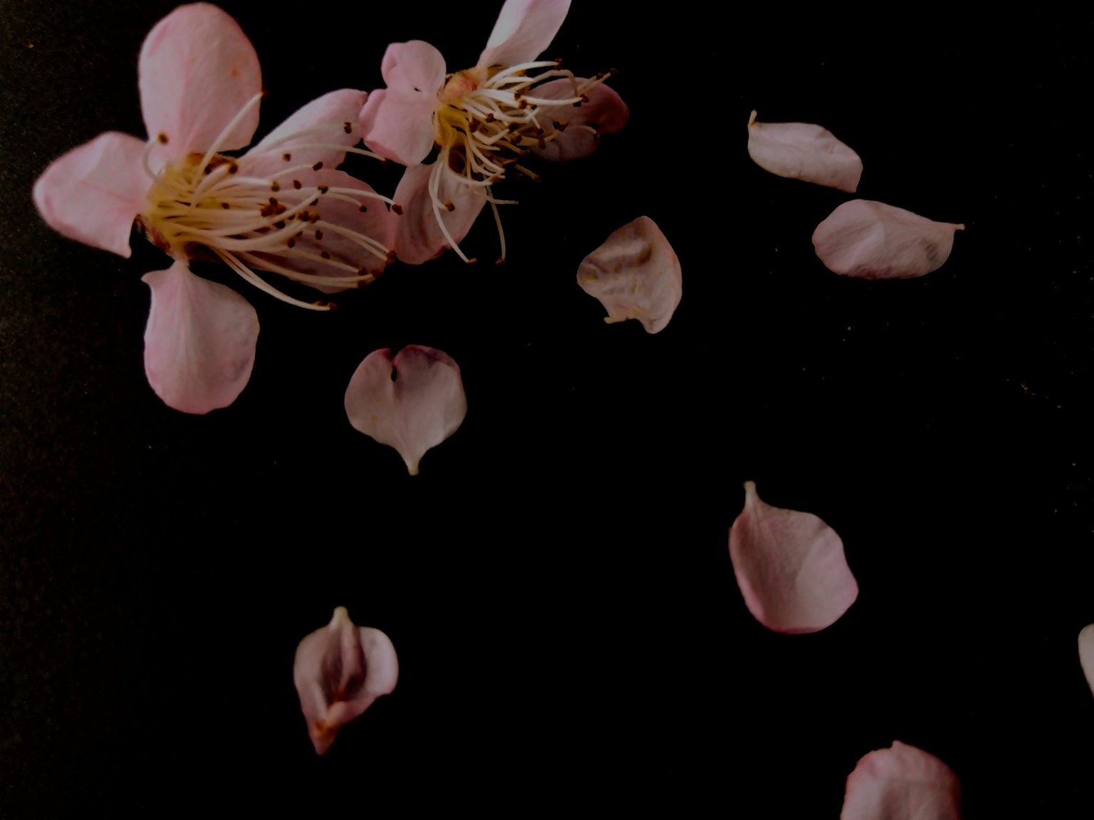 Kirschblüten und Blütenblätter auf einem schwarzen Hintergrund verstreut