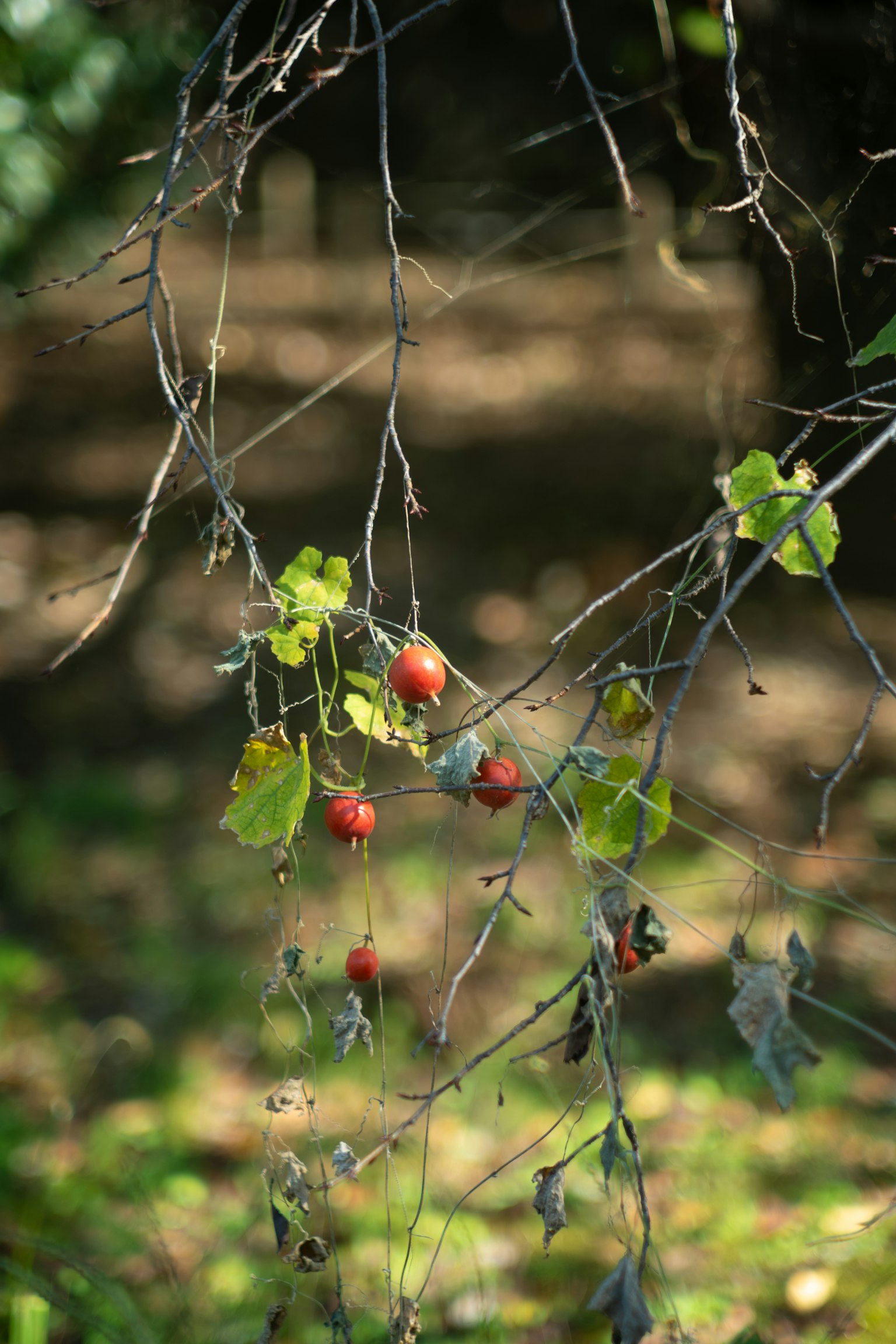 Branch with red berries and green leaves in natural setting