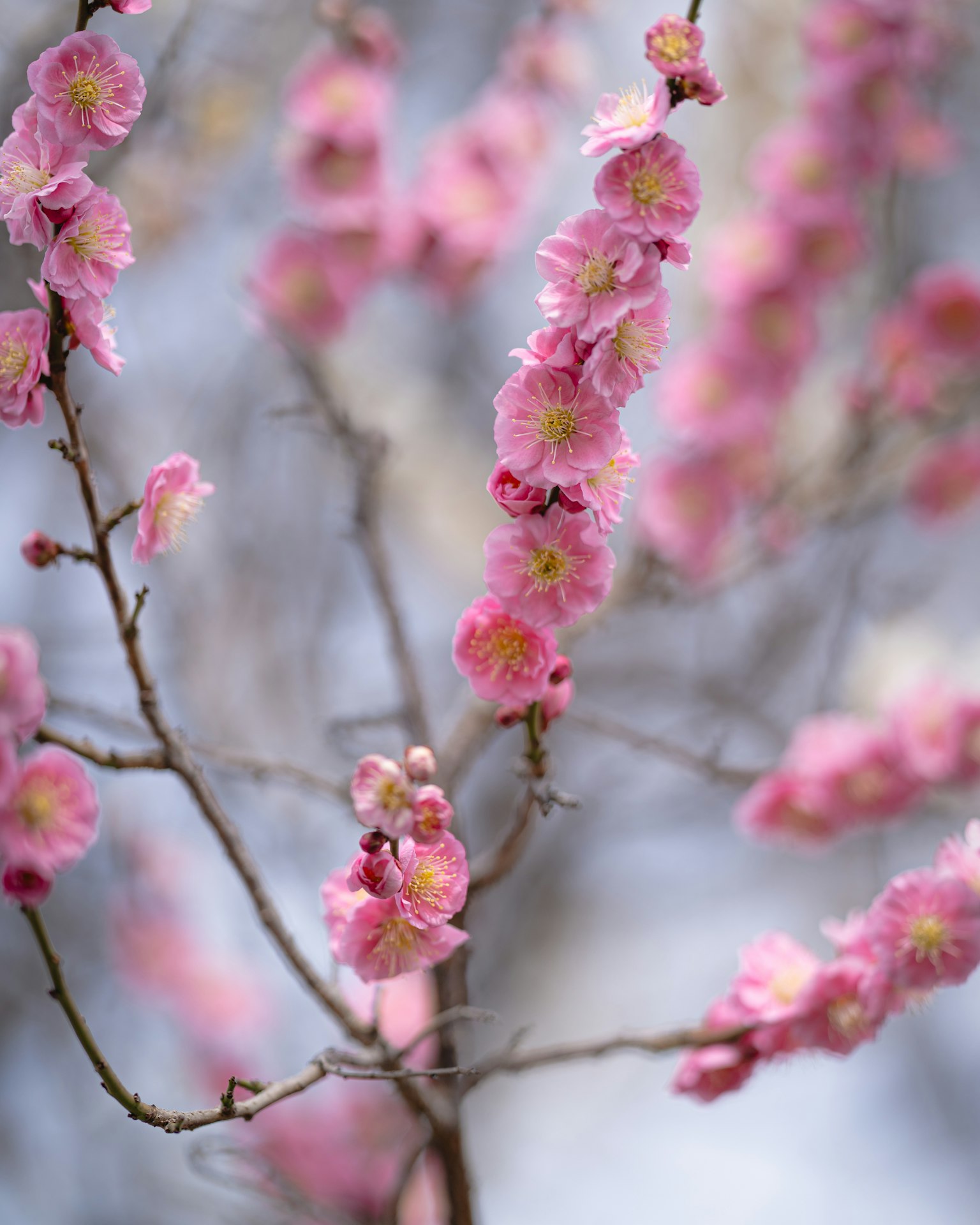 Primer plano de ramas de cerezo en flor con flores rosas brillantes y centros amarillos