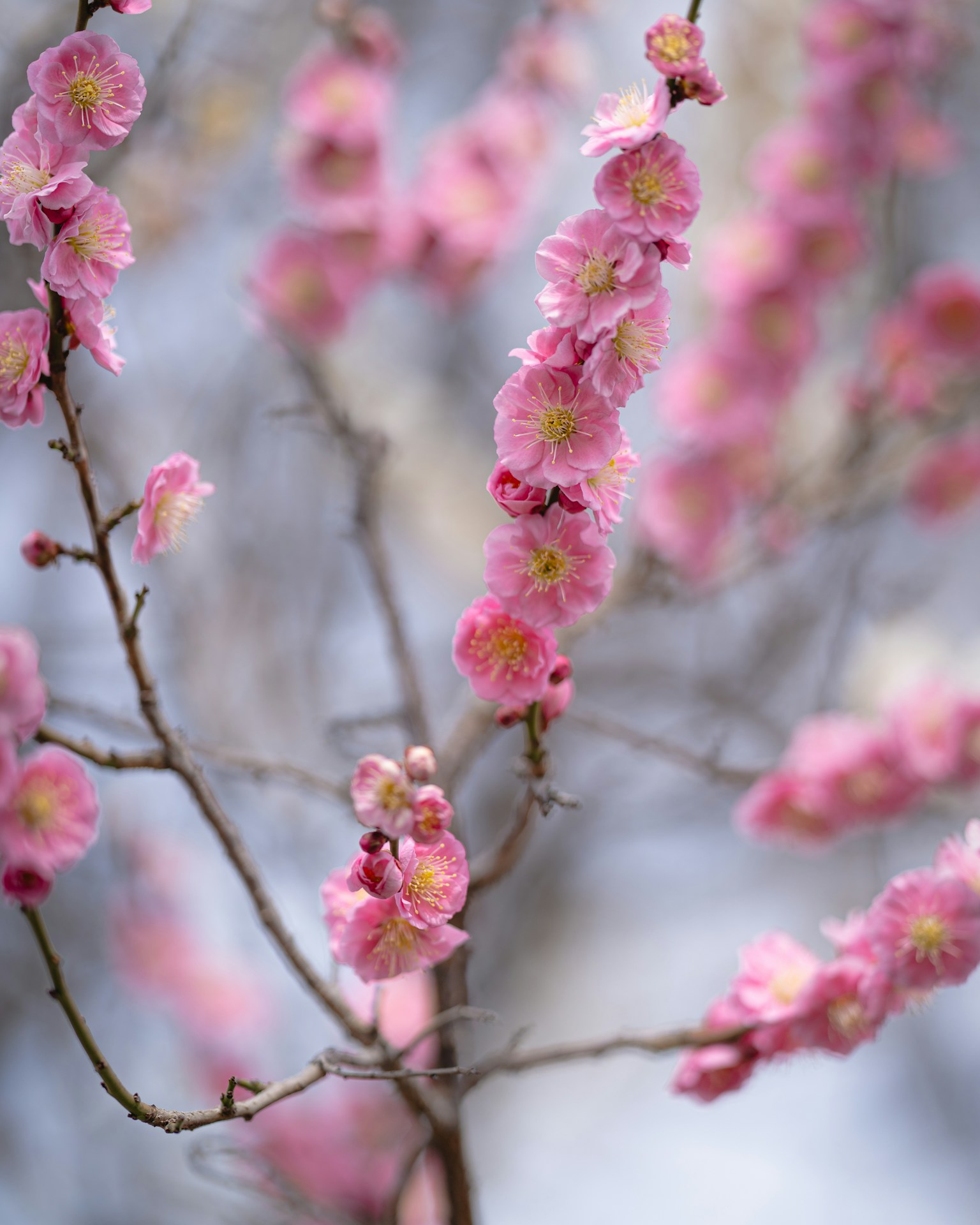 Primer plano de ramas de cerezo en flor con flores rosas brillantes y centros amarillos