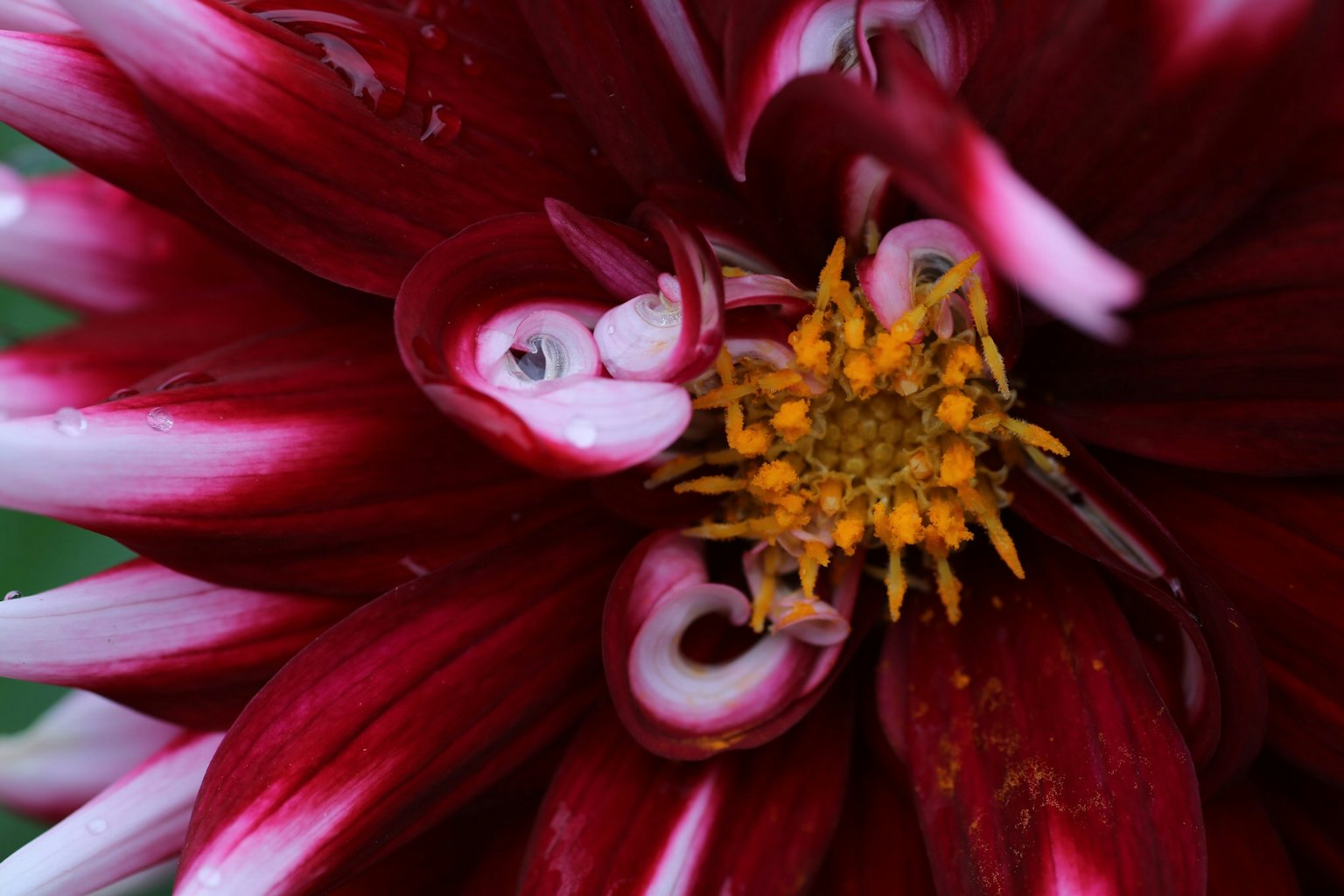Primo piano di un fiore rosso con stami gialli e petali bianchi