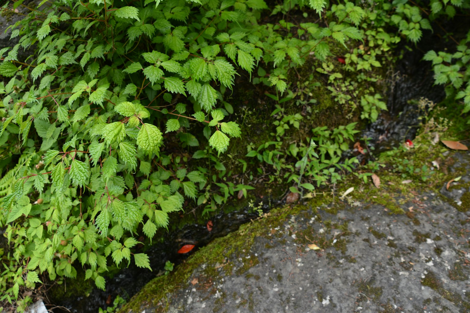 Lush green leaves and moss surrounding a rock