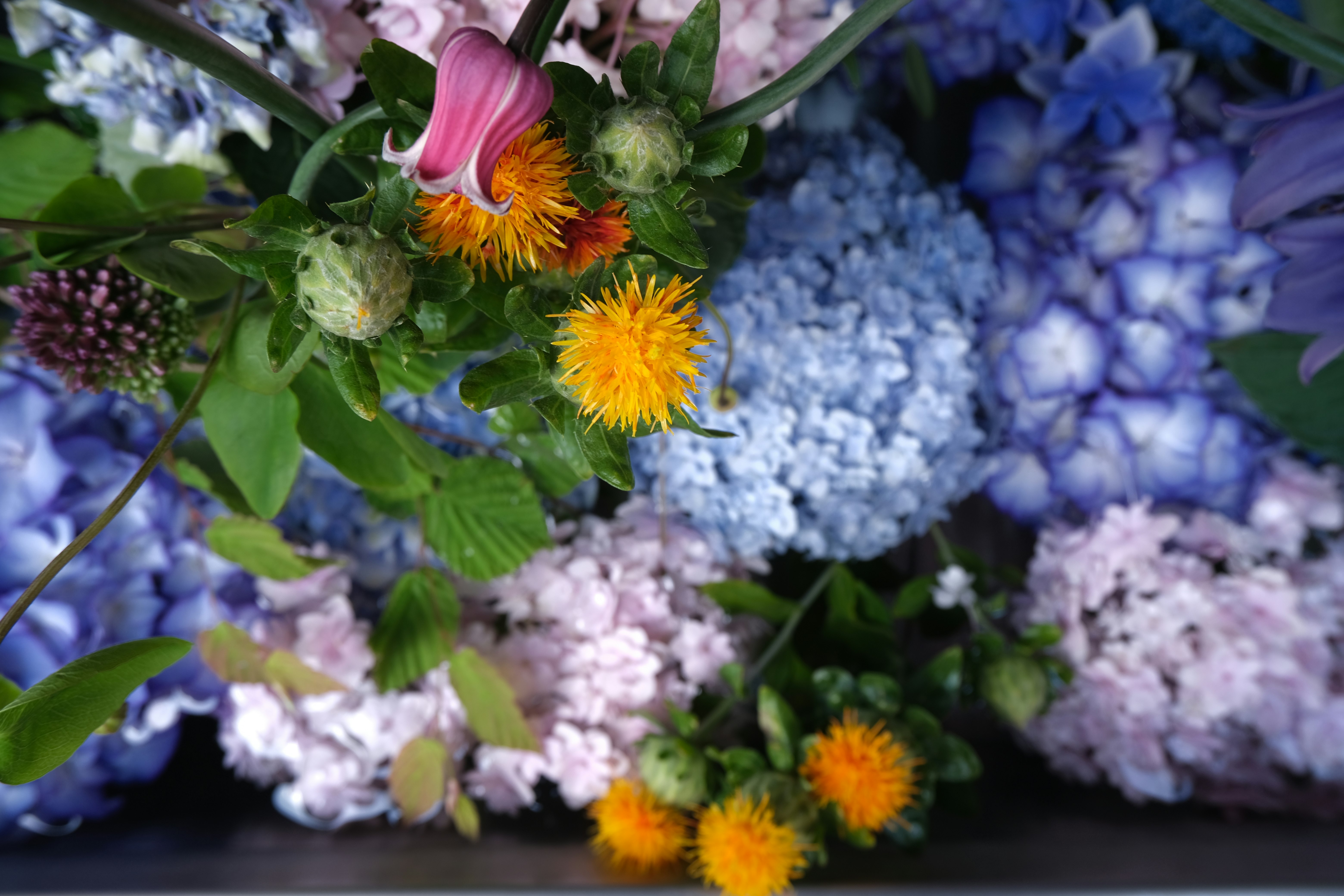 Gros plan de fleurs jaunes parmi des fleurs bleues et violettes