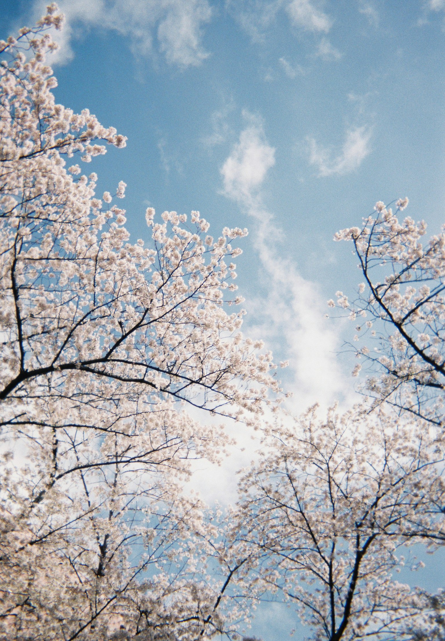 Alberi di ciliegio in fiore contro un cielo blu