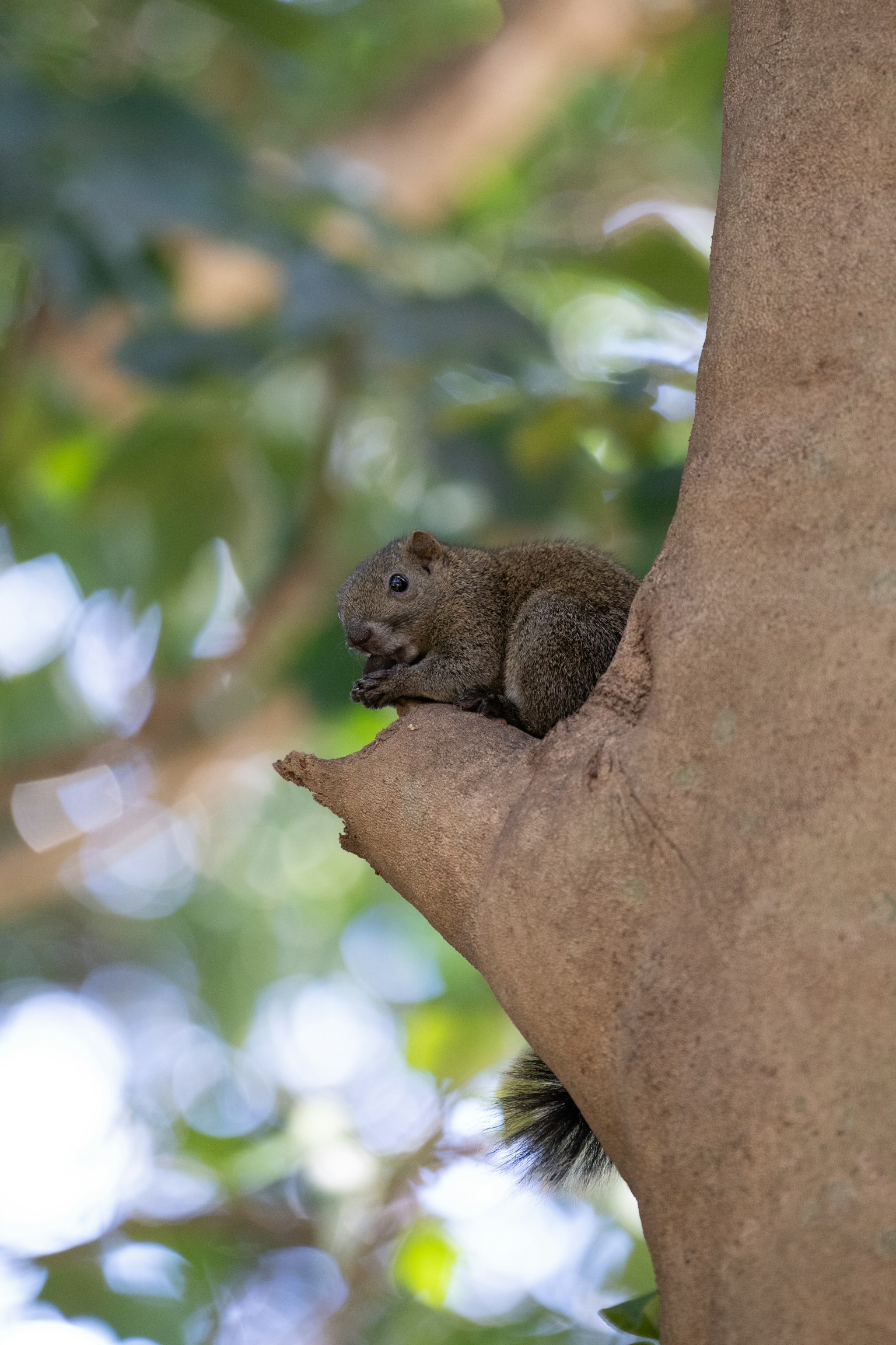 Squirrel yang duduk di cabang pohon