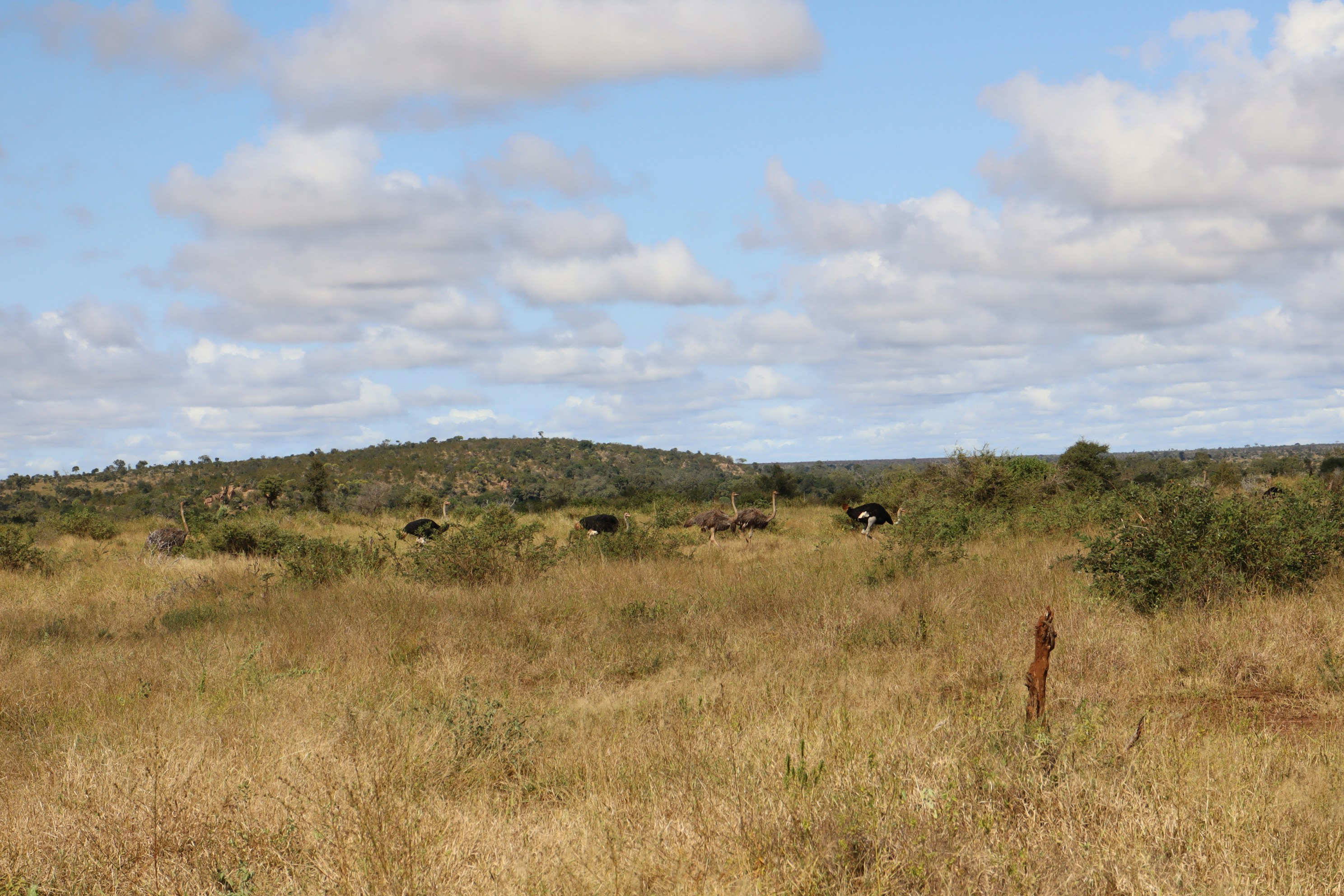 natural grassland with grazing cattle